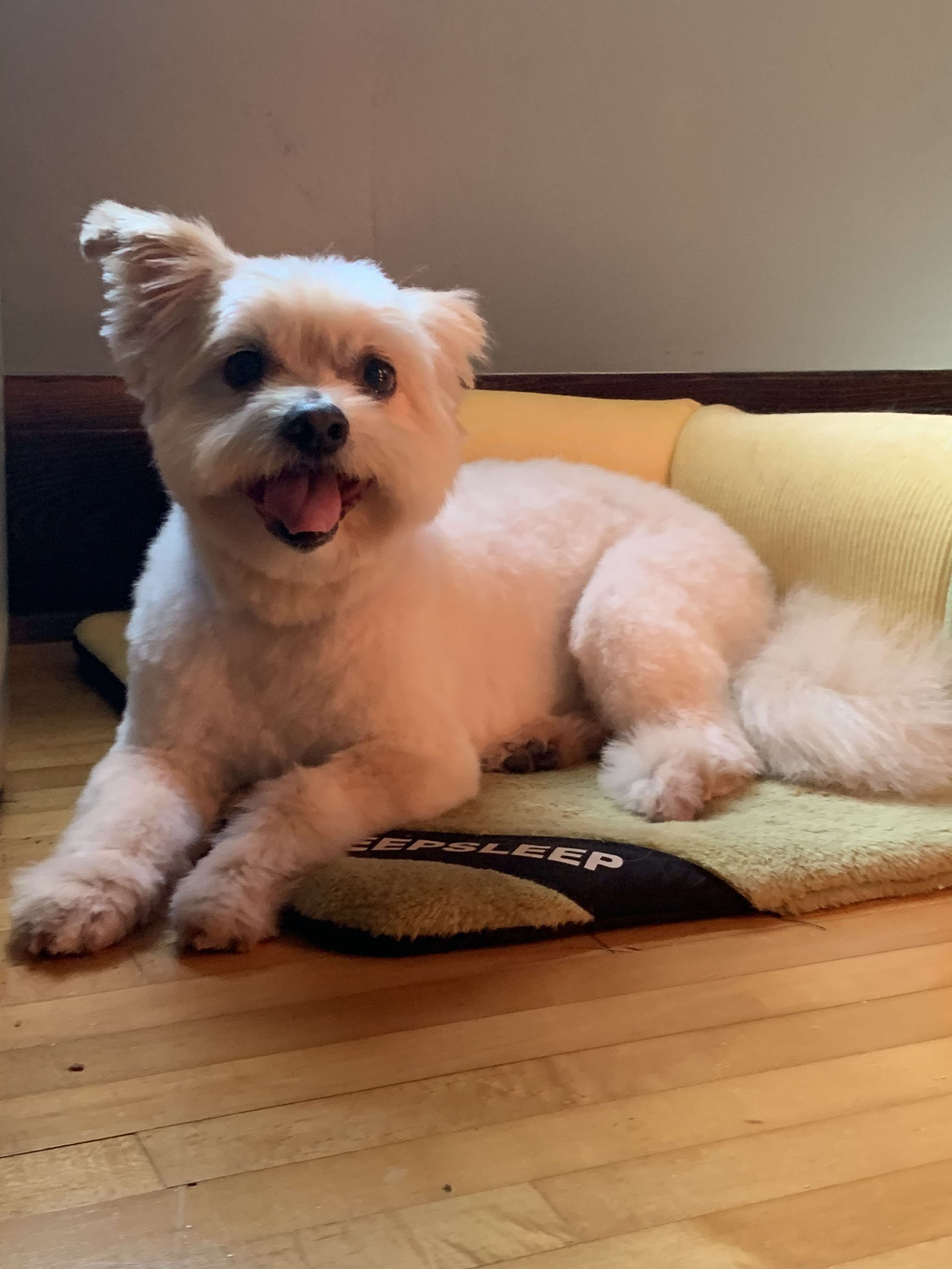 Dog for adoption Kingston, a Terrier Mix in Whitewater, WI Petfinder