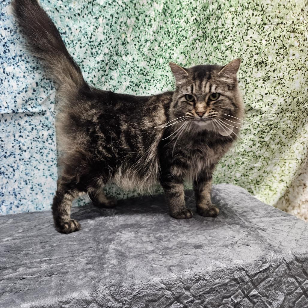 Fluffy, Adoptable, Adult Female Domestic Long Hair.