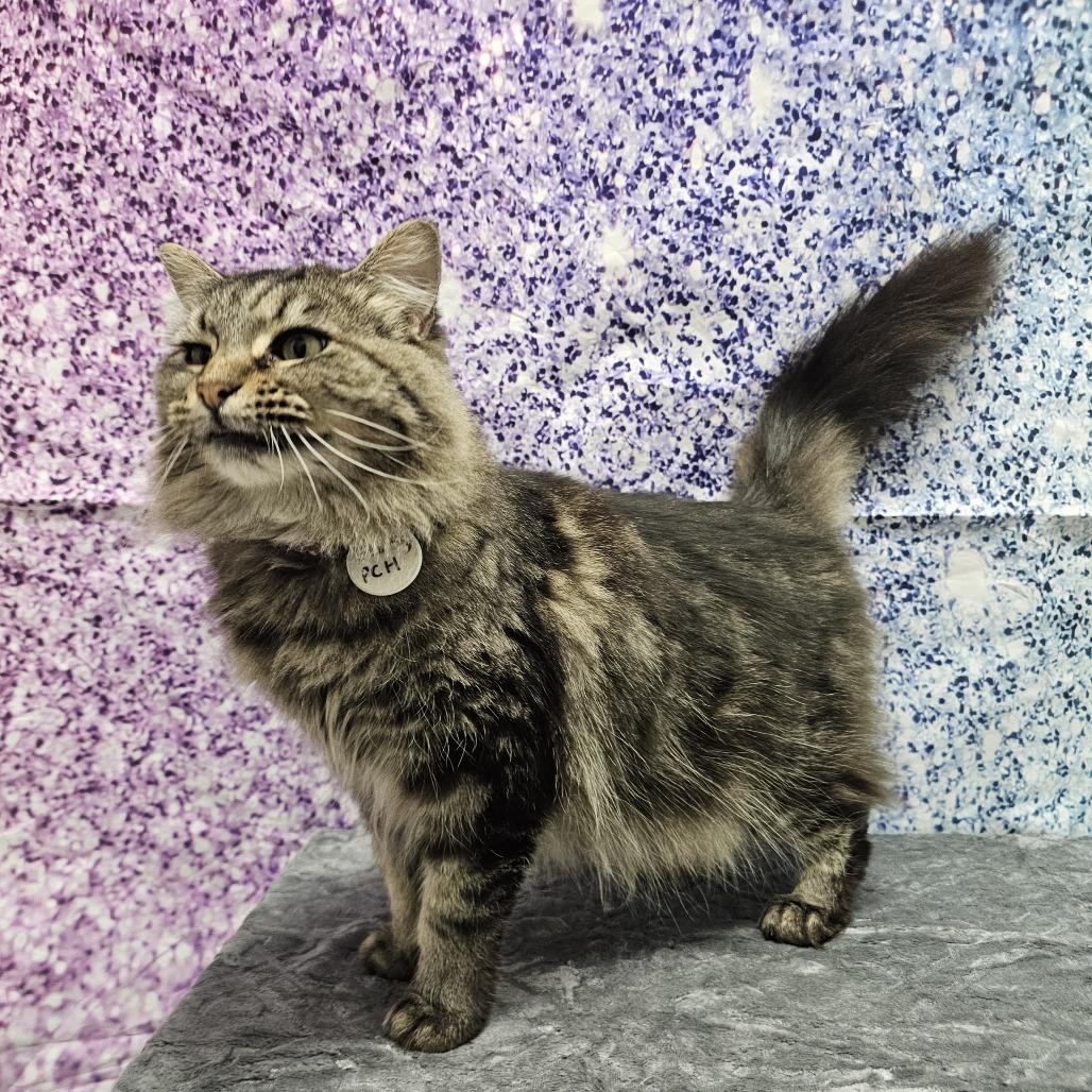 Fluffy, a Adoptable Domestic Long Hair in Normal, IL image 2/6