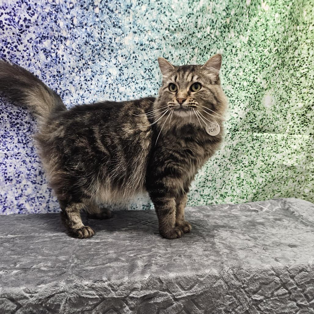 Fluffy, a Adoptable Domestic Long Hair in Normal, IL image 3/6