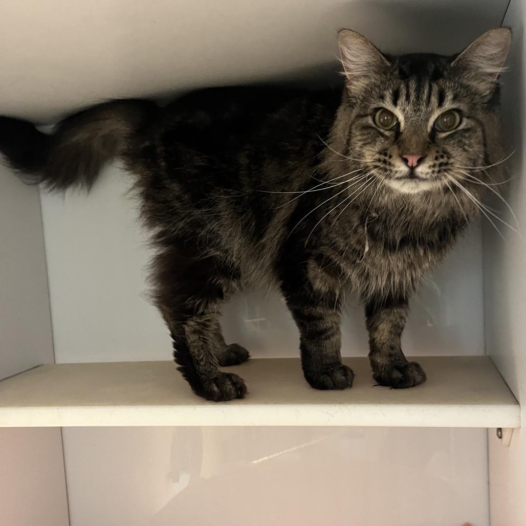 Fluffy, a Adoptable Domestic Long Hair in Normal, IL image 4/6