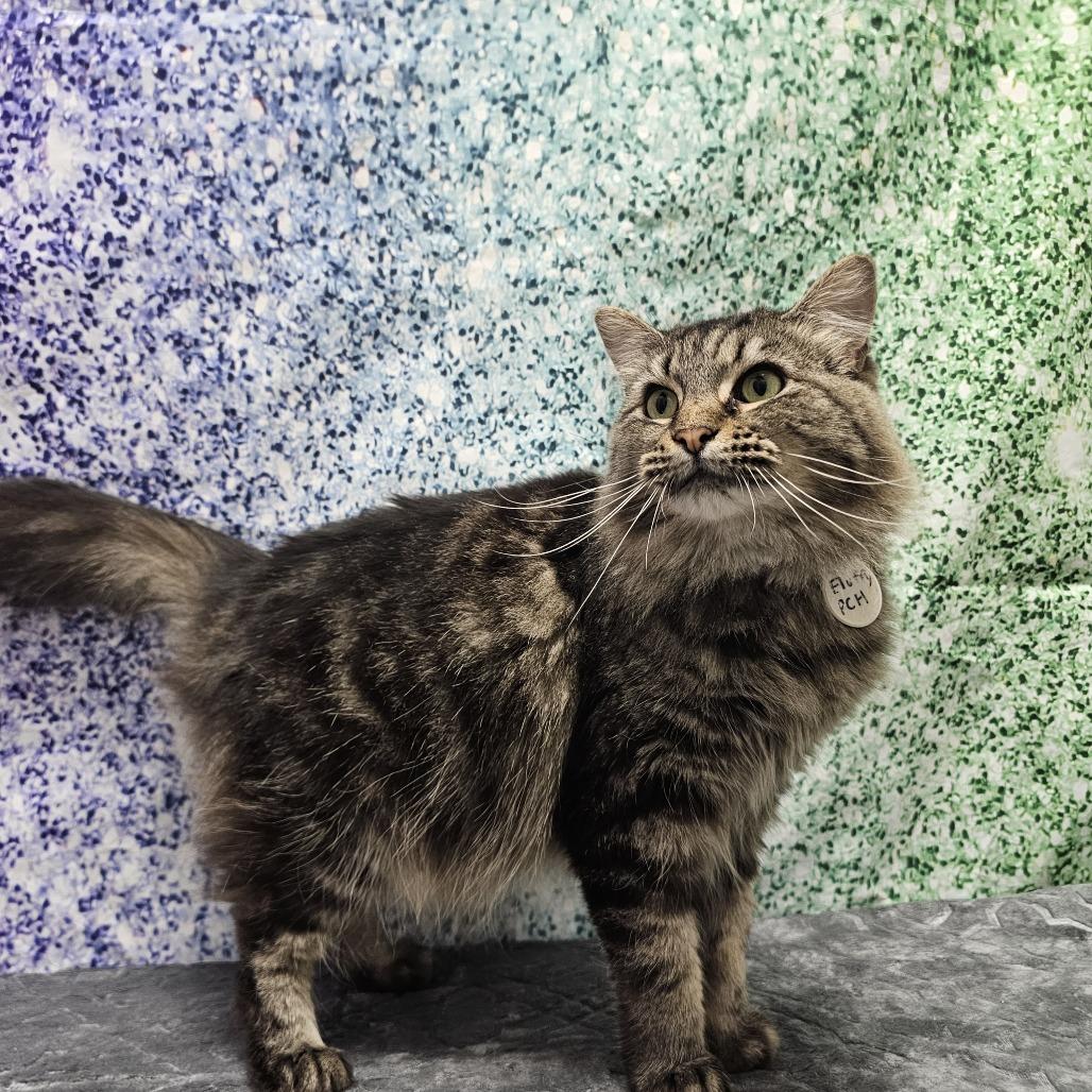 Fluffy, a Adoptable Domestic Long Hair in Normal, IL image 5/6