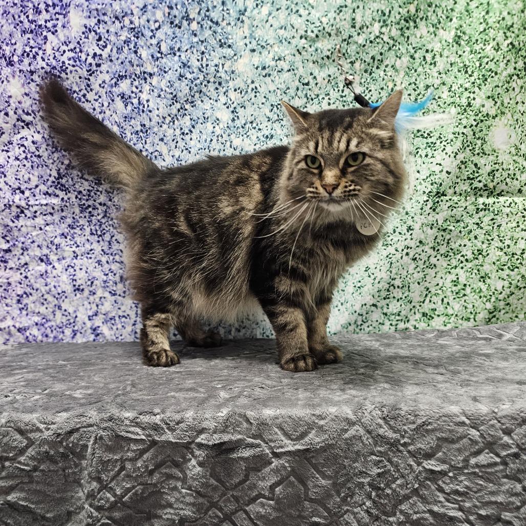 Fluffy, a Adoptable Domestic Long Hair in Normal, IL image 6/6