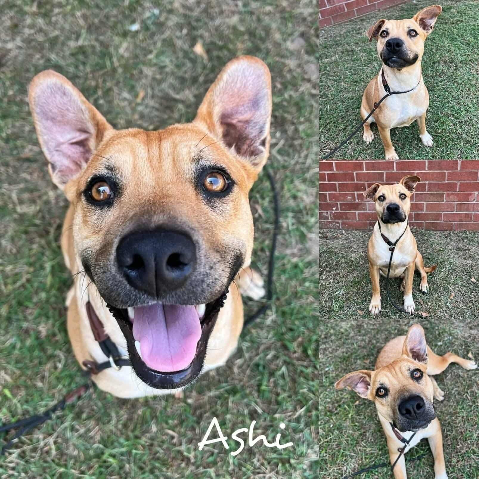 Ashi, ADOPTABLE, Young Female Black Mouth Cur.