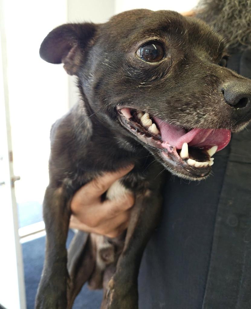 Little Man, Adopted, Adult Male Chihuahua & Mixed Breed.