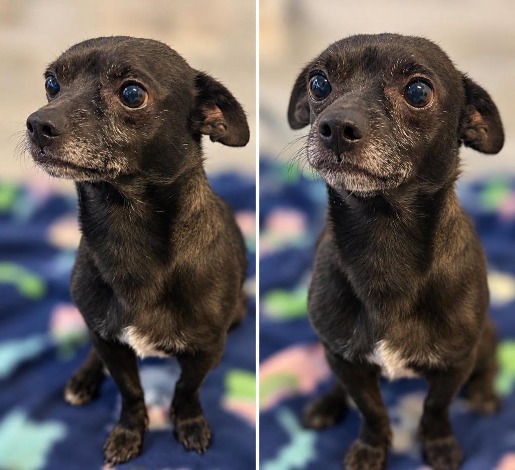 Enlarge Little Man, a Adopted mixed breed in Russellville, KY image 2/2