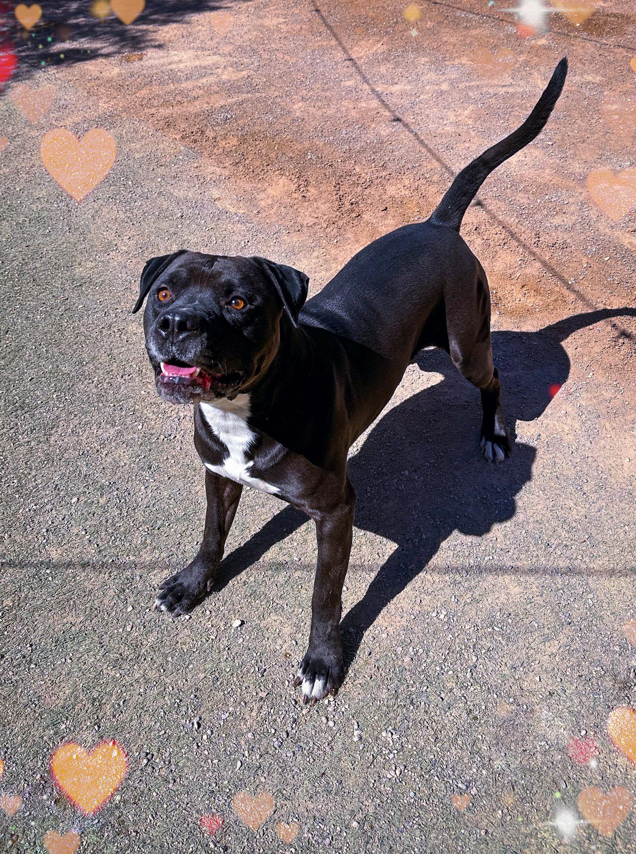 Enlarge Oscar, a Adopted mixed breed in North Las Vegas, NV image 1/3