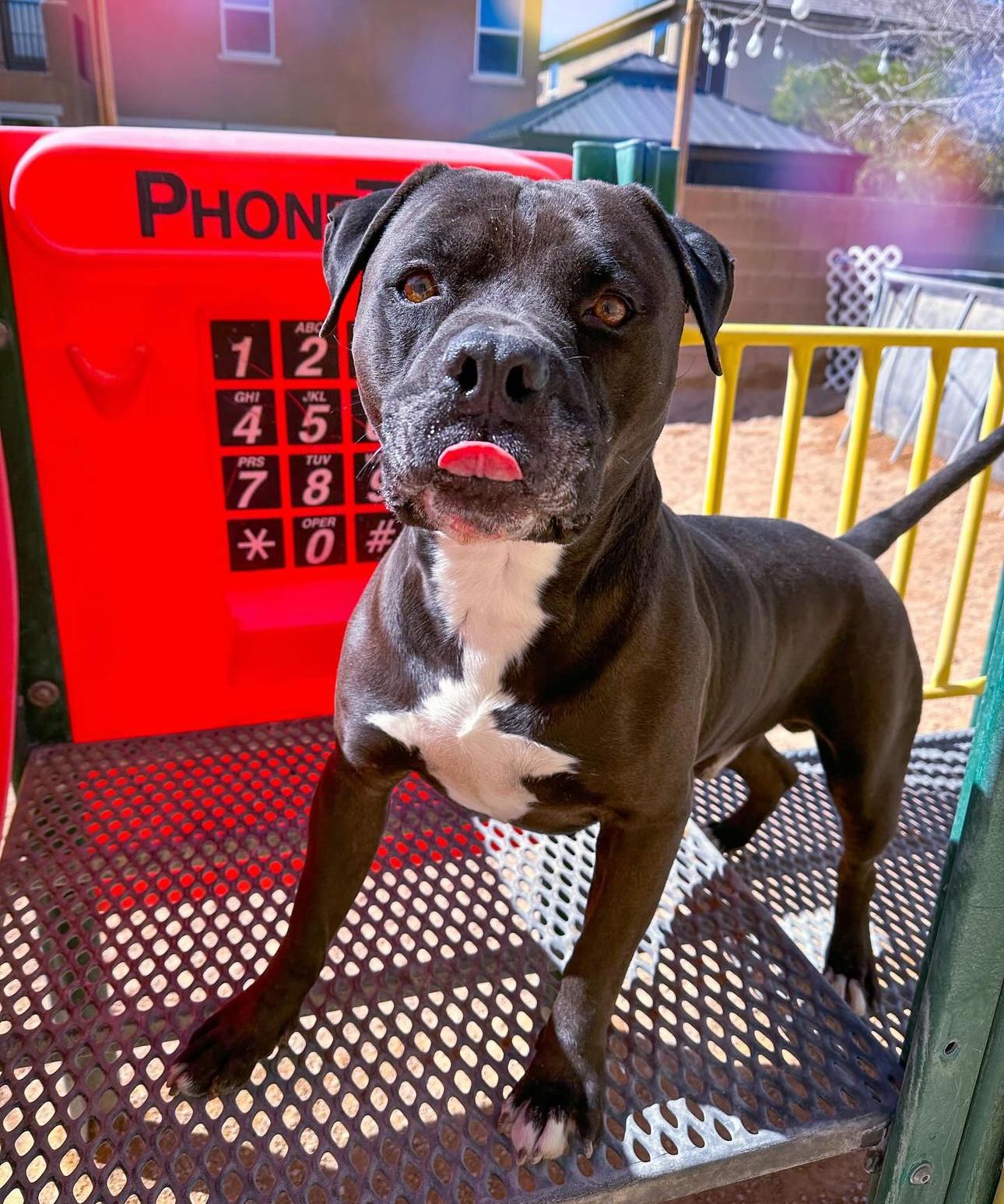 Enlarge Oscar, a Adopted mixed breed in North Las Vegas, NV image 2/3