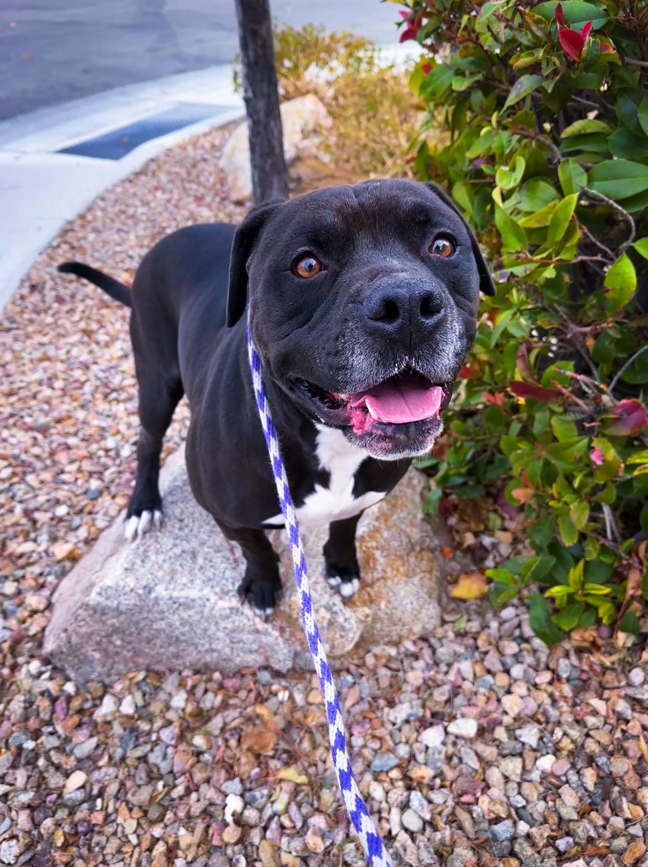 Enlarge Oscar, a Adopted mixed breed in North Las Vegas, NV image 3/3