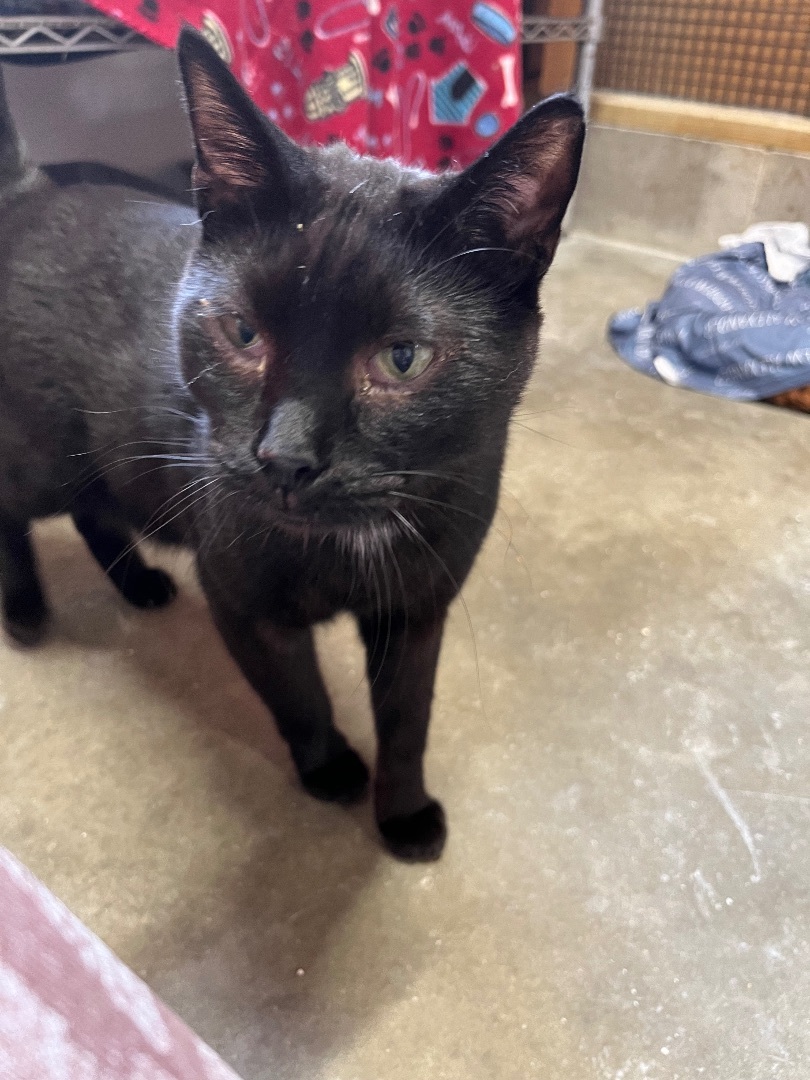 Ay Ay Ron, a Adoptable Domestic Short Hair in Jackson, MO image 1/5