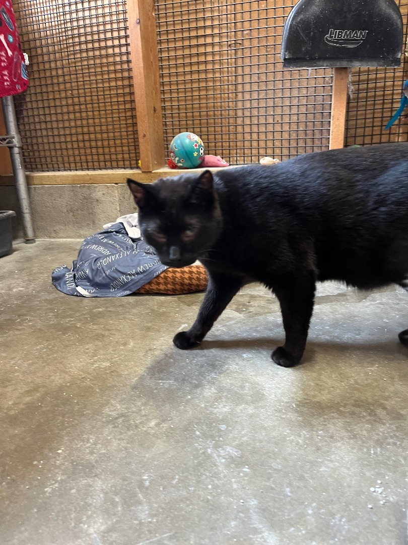 Ay Ay Ron, a Adoptable Domestic Short Hair in Jackson, MO image 2/5
