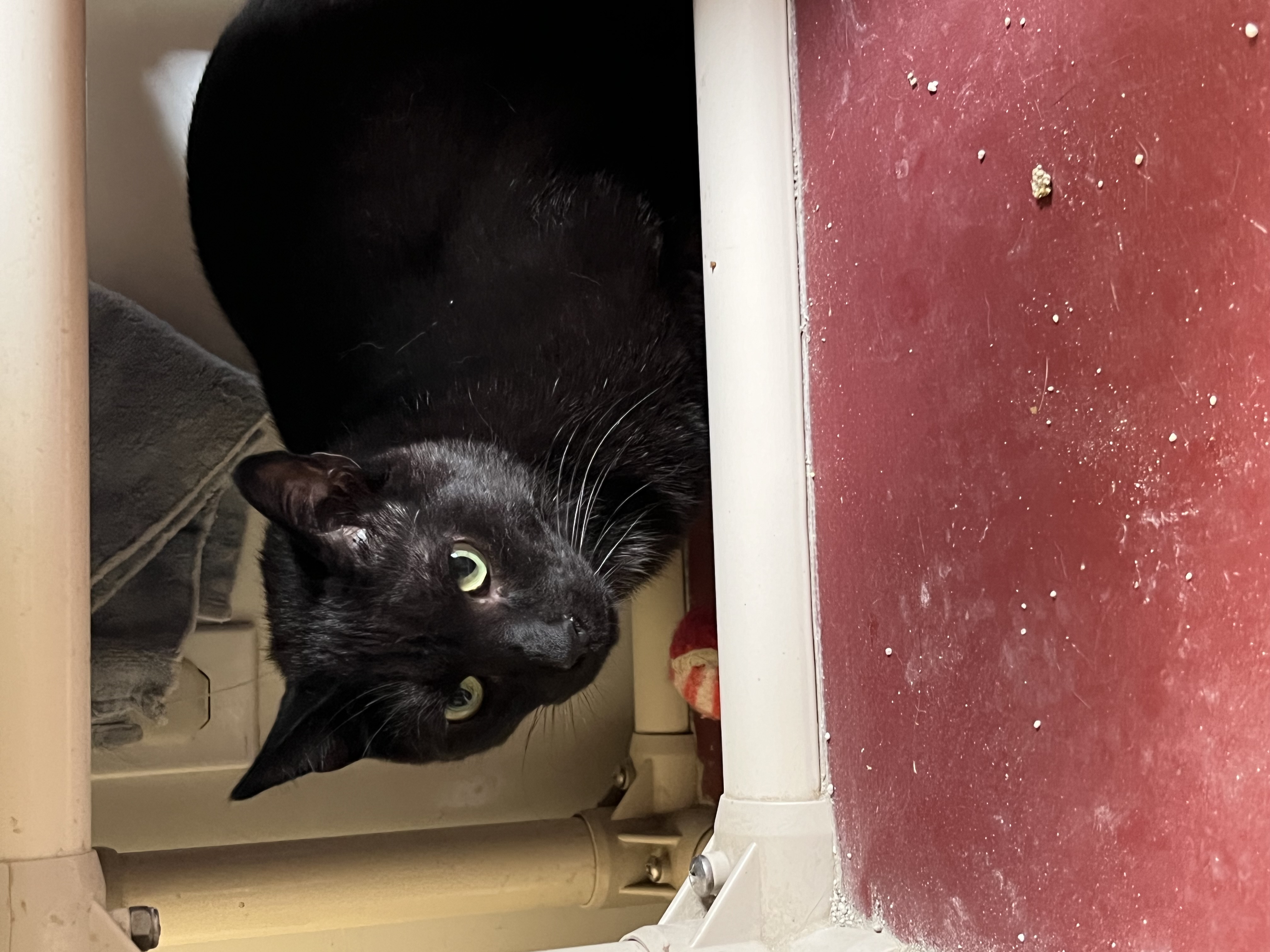 Ay Ay Ron, a Adoptable Domestic Short Hair in Jackson, MO image 3/5