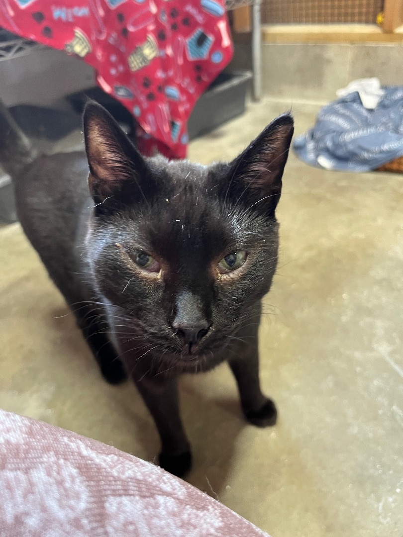 Ay Ay Ron, a Adoptable Domestic Short Hair in Jackson, MO image 4/5