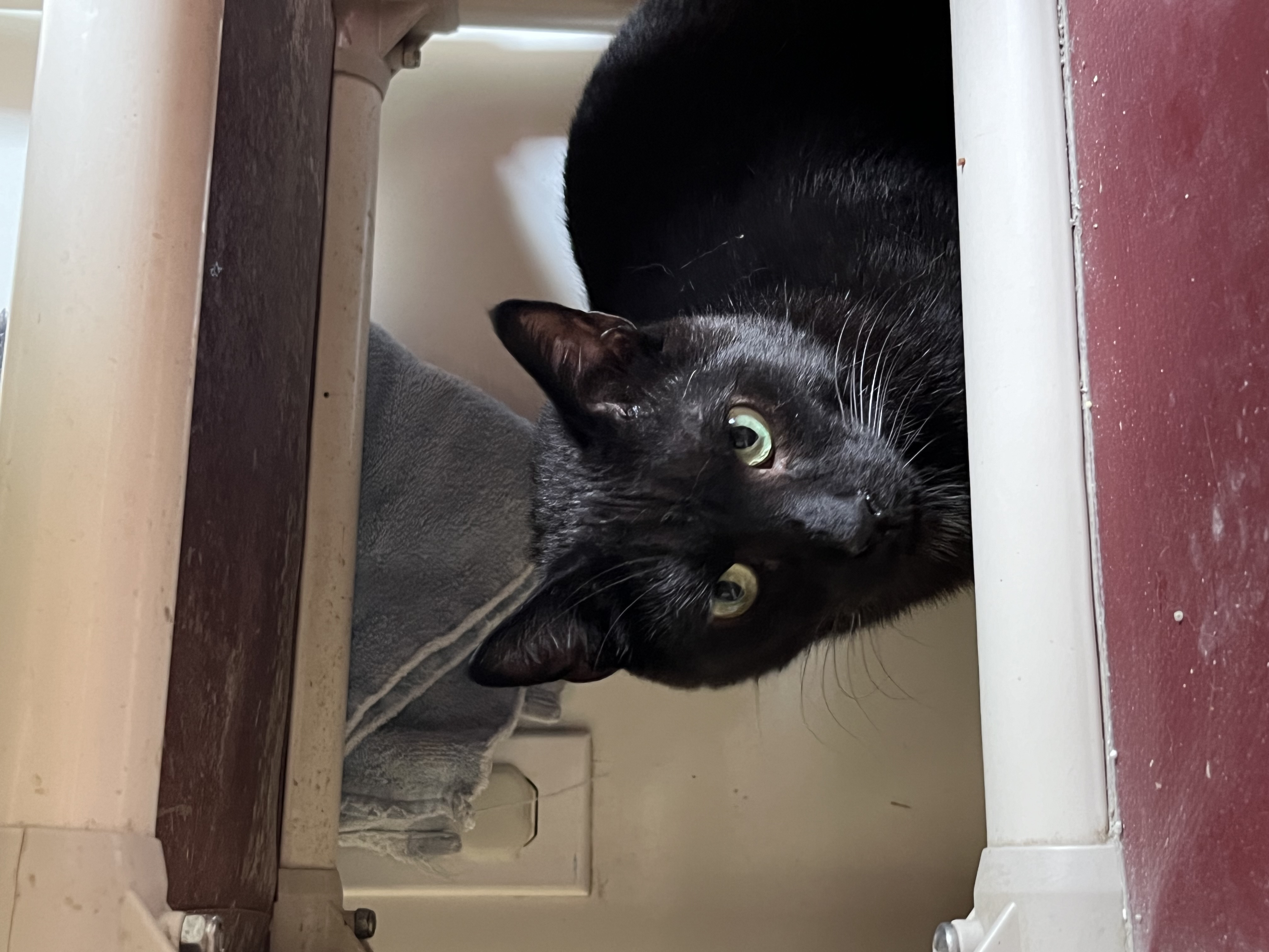 Ay Ay Ron, a Adoptable Domestic Short Hair in Jackson, MO image 5/5