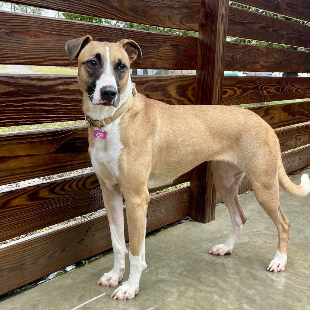 Biscuit, Adoptable, Adult Female Hound & Mixed Breed.