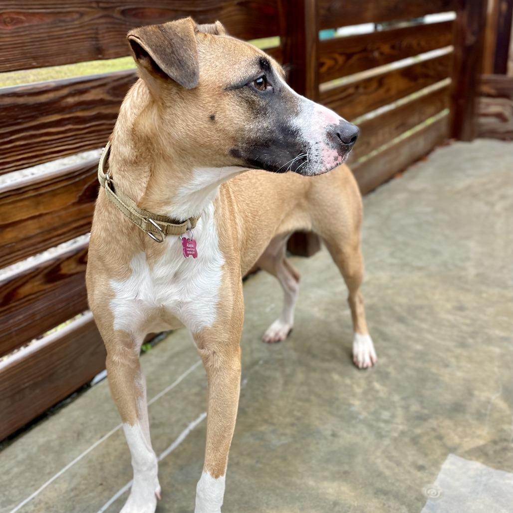 Enlarge Biscuit, a Adoptable mixed breed in Freeport, FL image 2/6