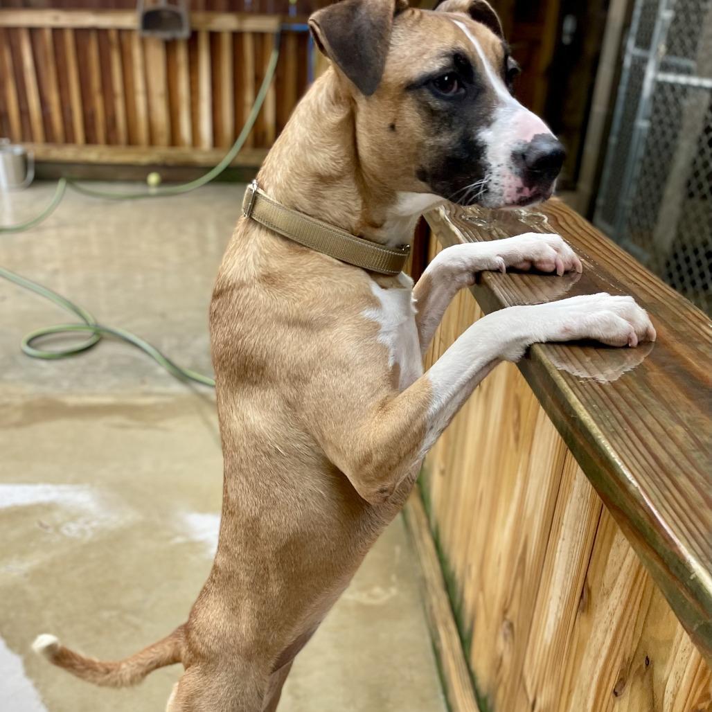 Enlarge Biscuit, a Adoptable mixed breed in Freeport, FL image 3/6