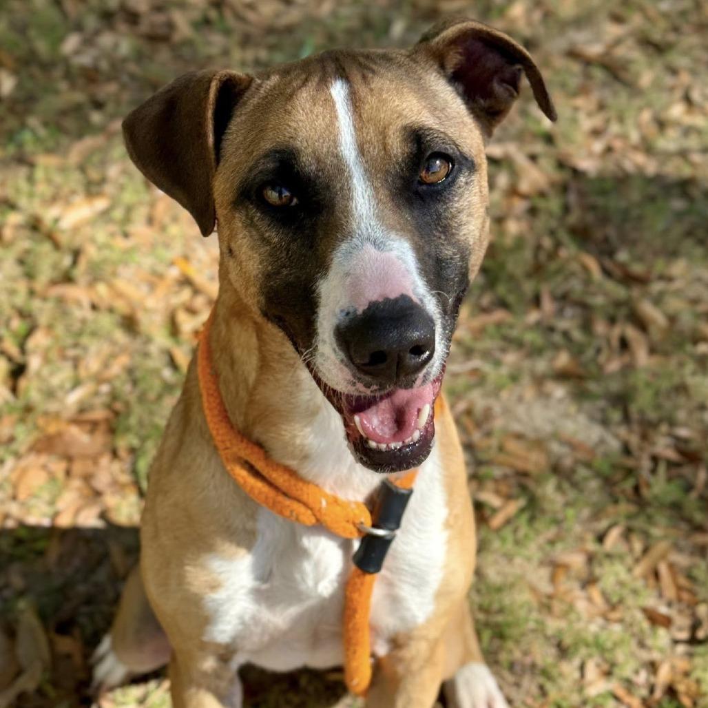 Enlarge Biscuit, a Adoptable mixed breed in Freeport, FL image 4/6