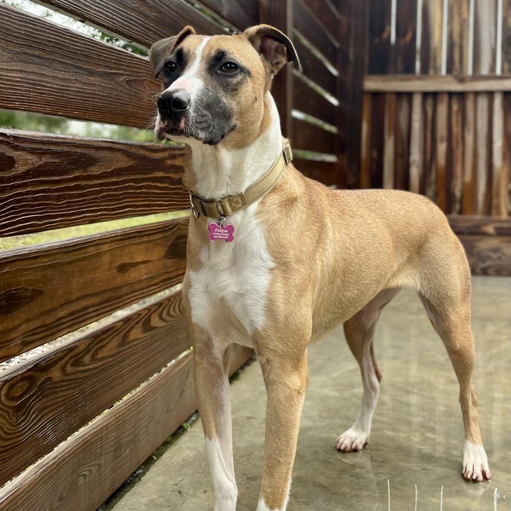 Enlarge Biscuit, a Adoptable mixed breed in Freeport, FL image 5/6