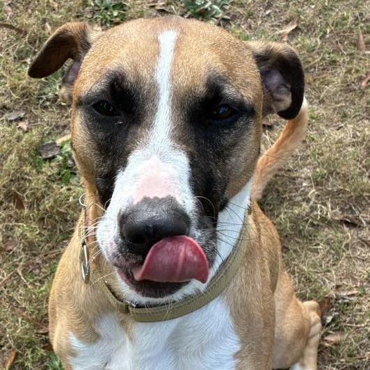 Enlarge Biscuit, a Adoptable mixed breed in Freeport, FL image 6/6