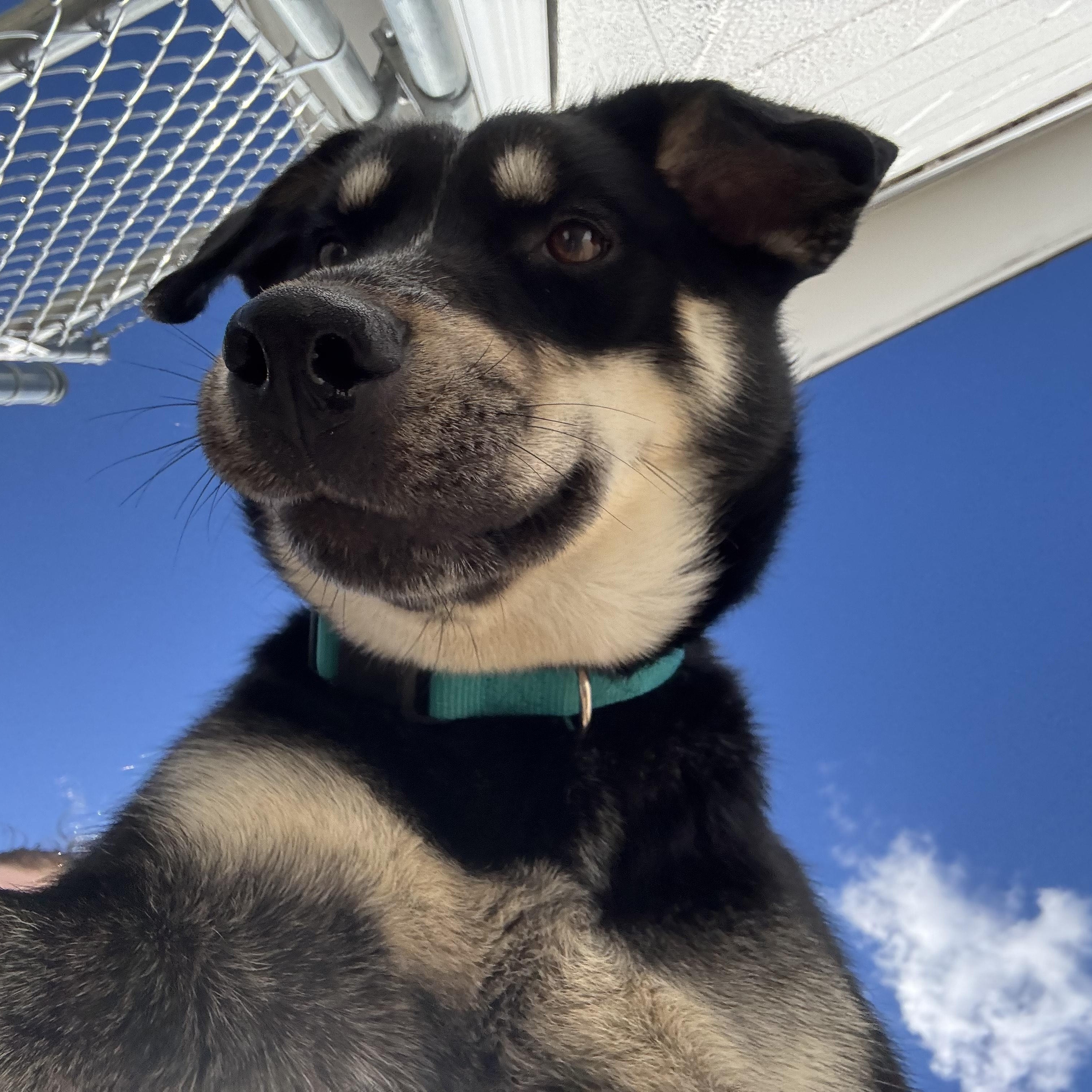 Petunia, an adoptable mixed breed in Hillsboro, MO image 4/5