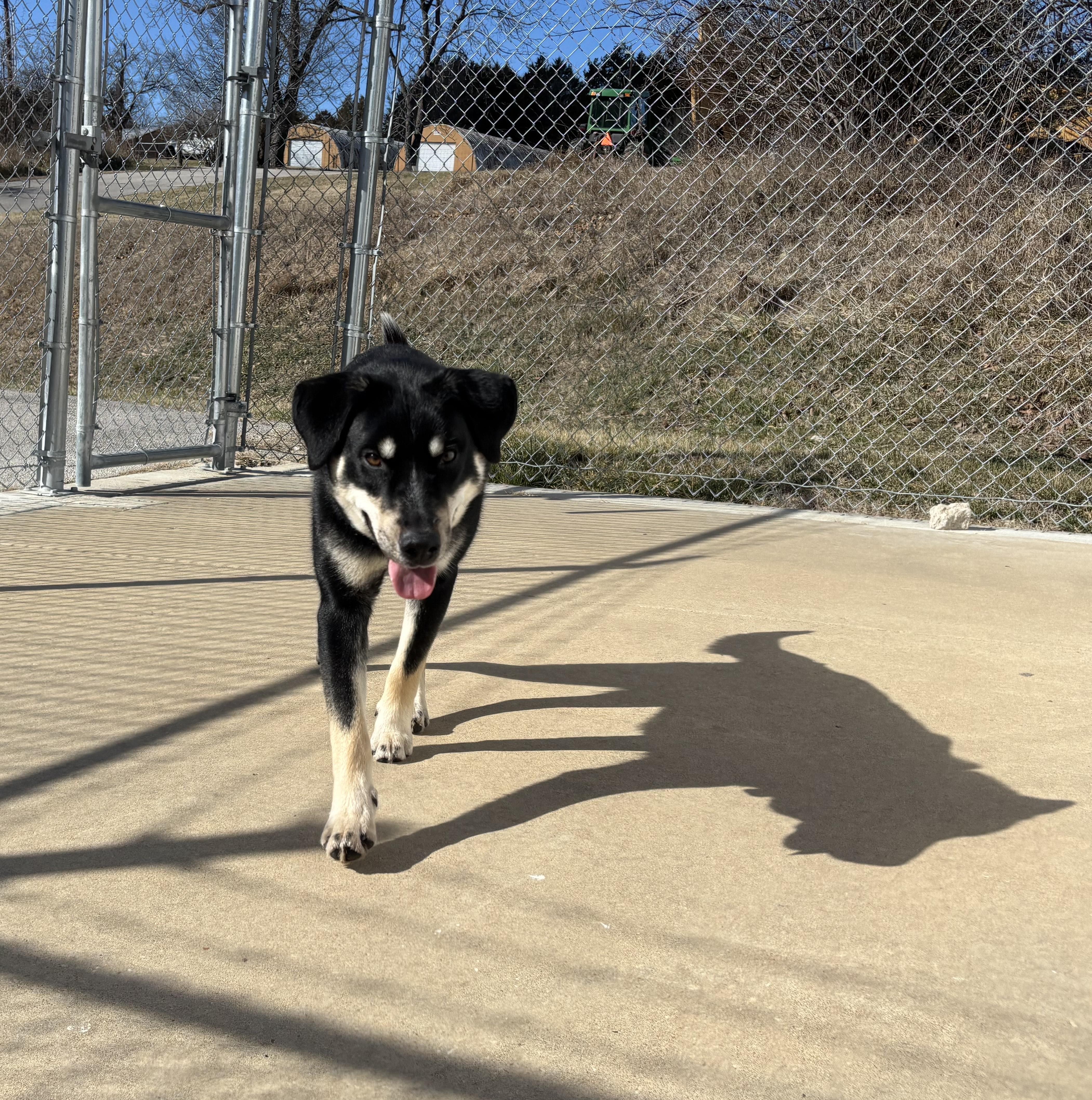 Petunia, an adoptable mixed breed in Hillsboro, MO image 1/5