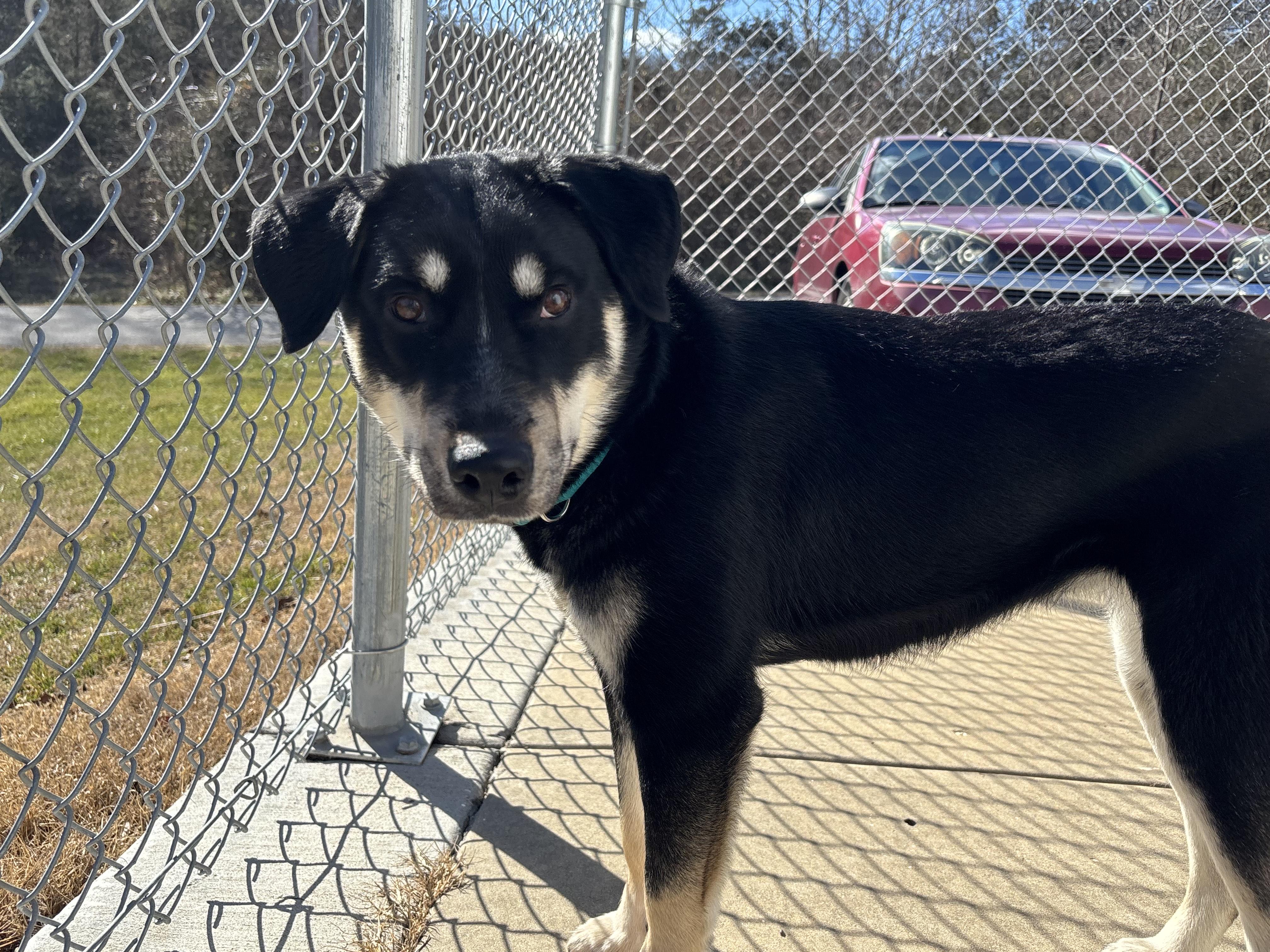Petunia, an adoptable mixed breed in Hillsboro, MO image 2/5