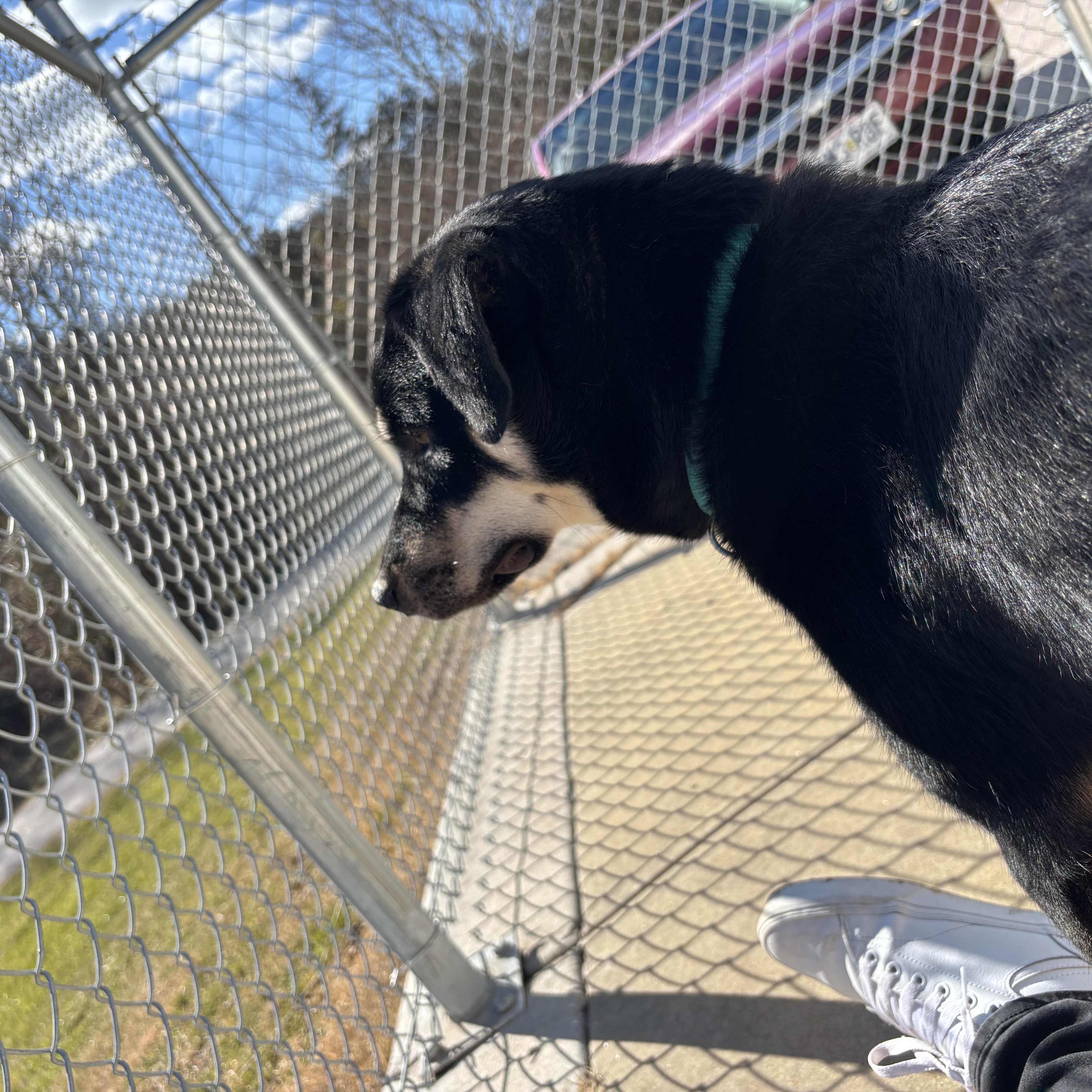 Petunia, an adoptable mixed breed in Hillsboro, MO image 5/5