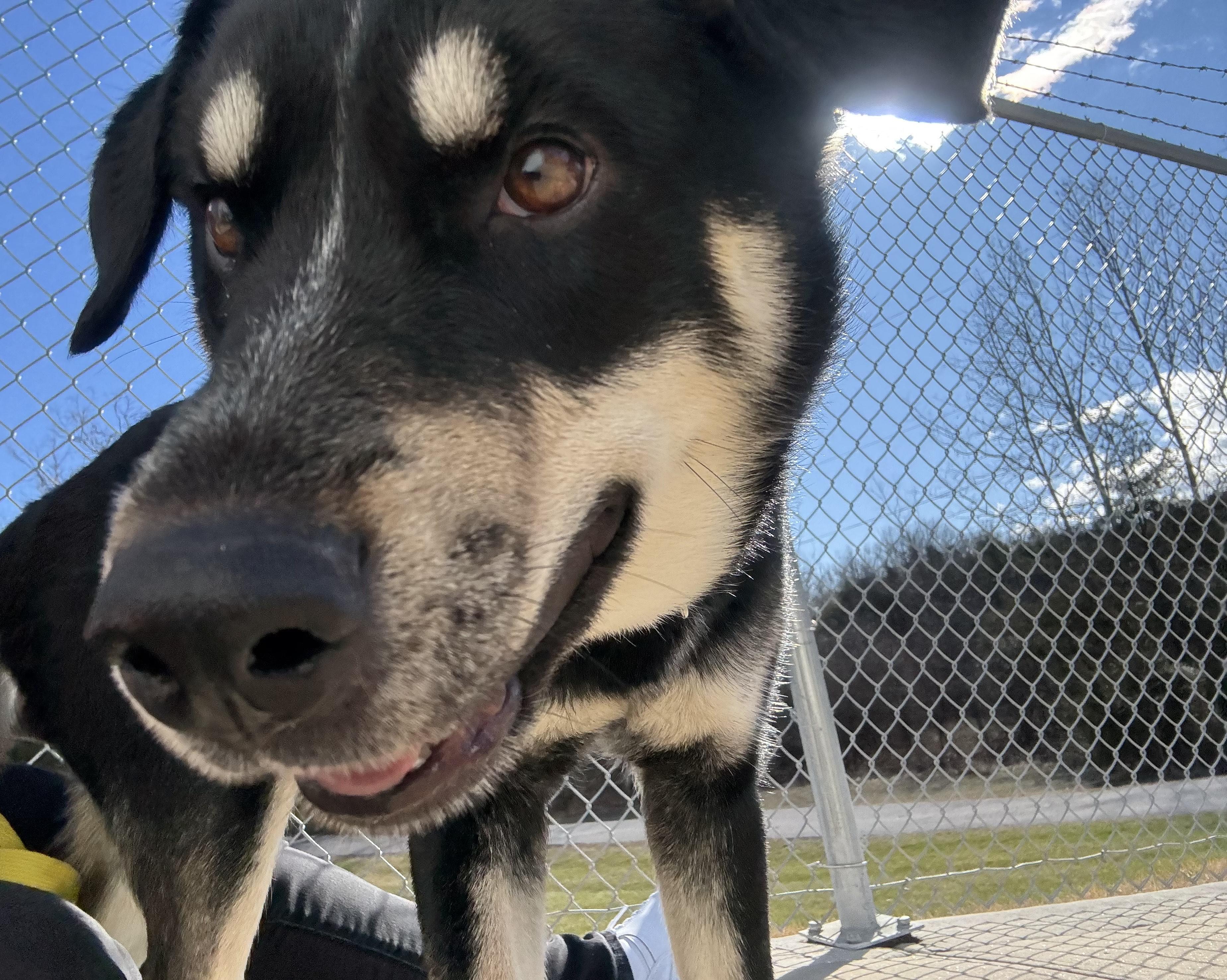 Petunia, an adoptable mixed breed in Hillsboro, MO image 3/5
