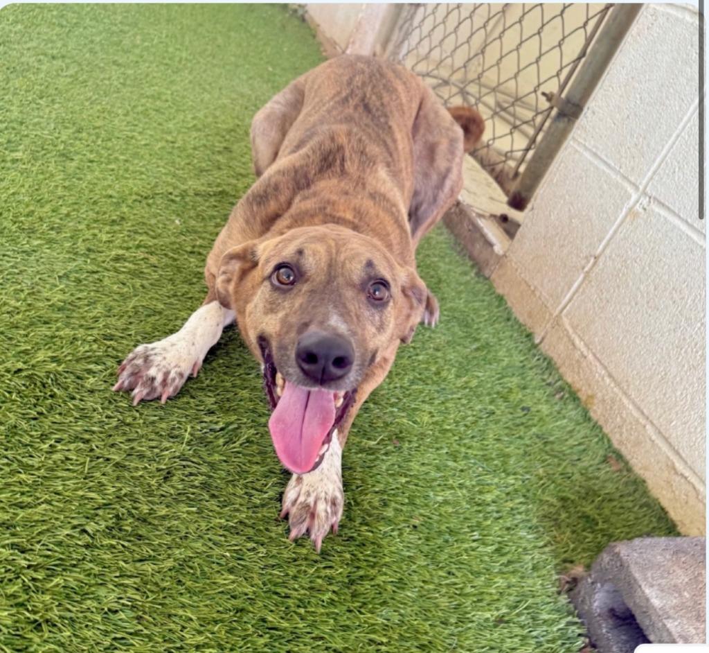Braylee, Adoptable, Adult Female Labrador Retriever & Hound.