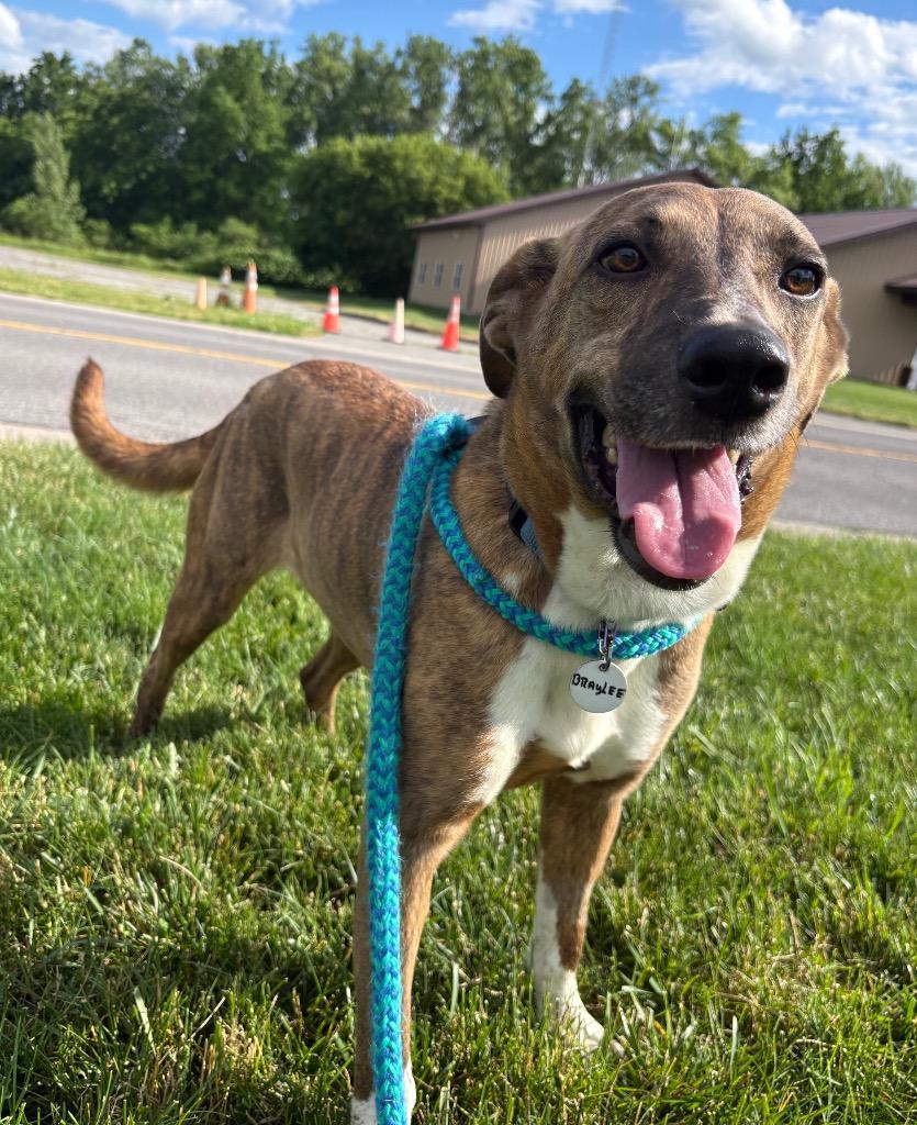 Enlarge Braylee, a Adoptable mixed breed in North Syracuse, NY image 2/6