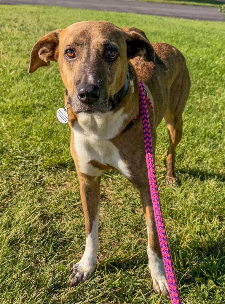 Enlarge Braylee, a Adoptable mixed breed in North Syracuse, NY image 3/6