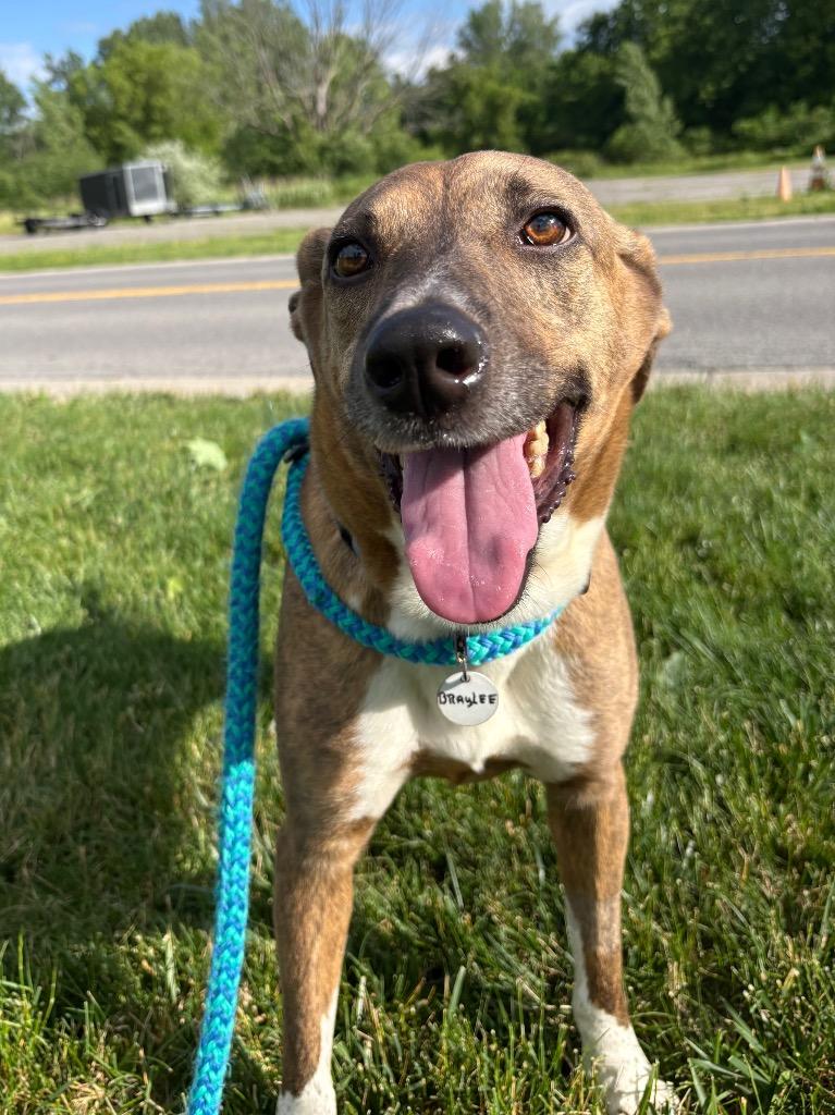 Enlarge Braylee, a Adoptable mixed breed in North Syracuse, NY image 4/6