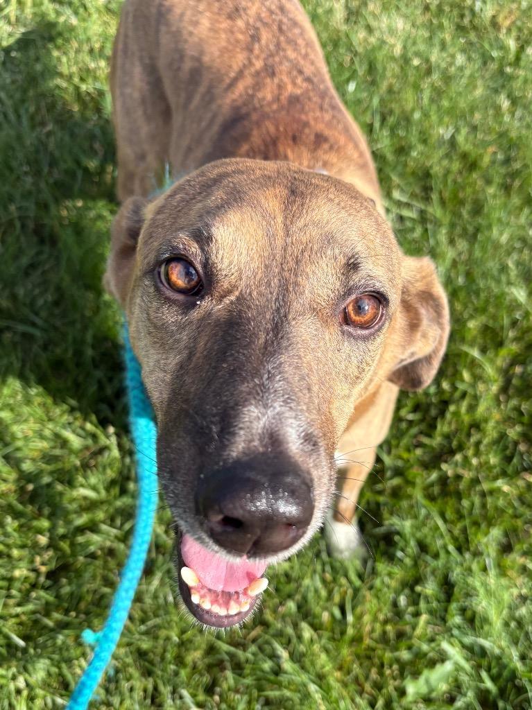 Enlarge Braylee, a Adoptable mixed breed in North Syracuse, NY image 5/6