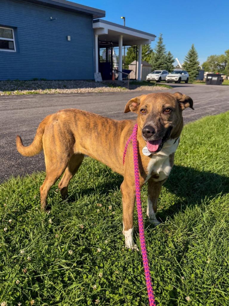 Enlarge Braylee, a Adoptable mixed breed in North Syracuse, NY image 6/6
