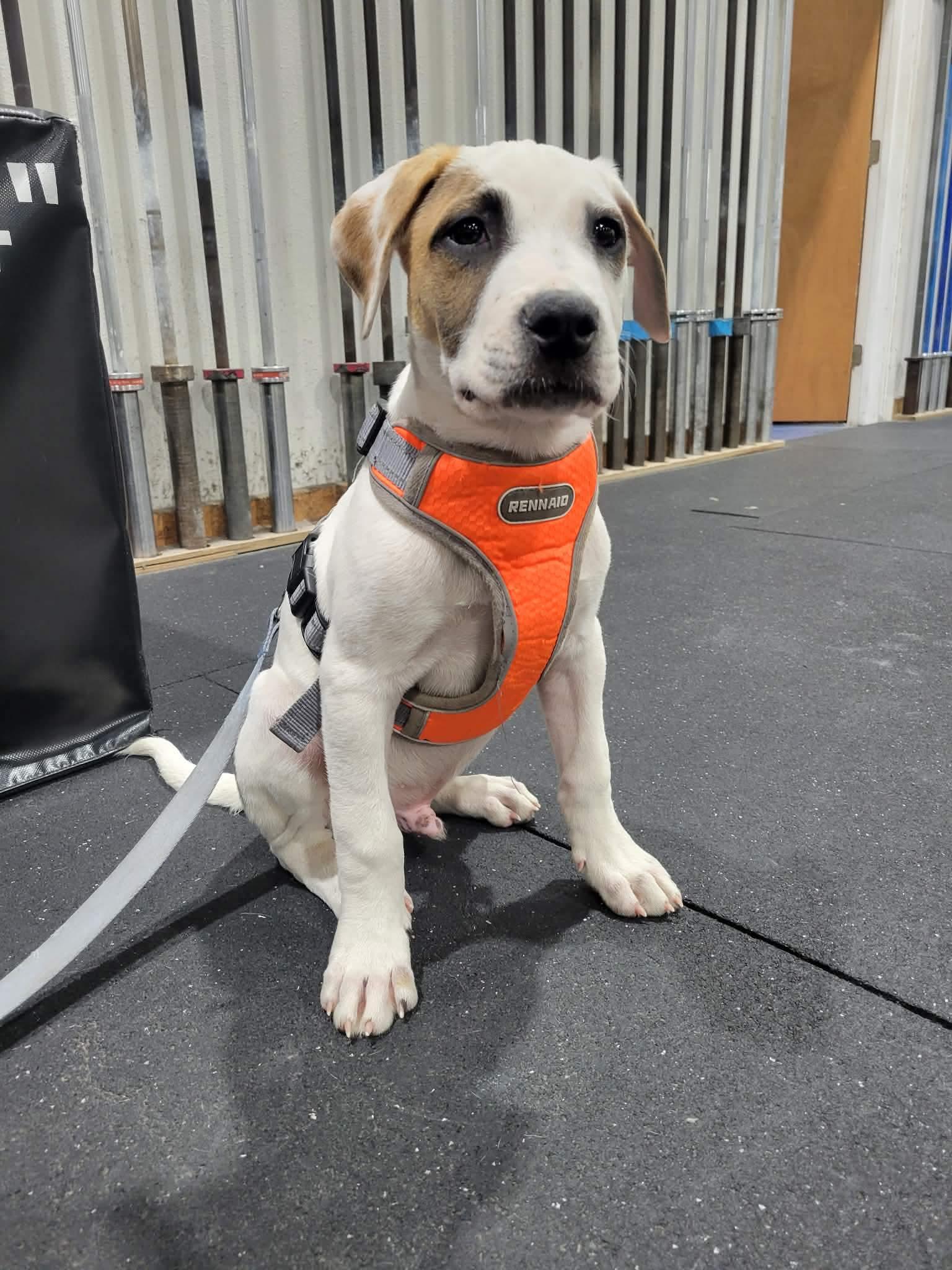 Enlarge Wishbone, a Adoptable mixed breed in Billings, MT image 3/6