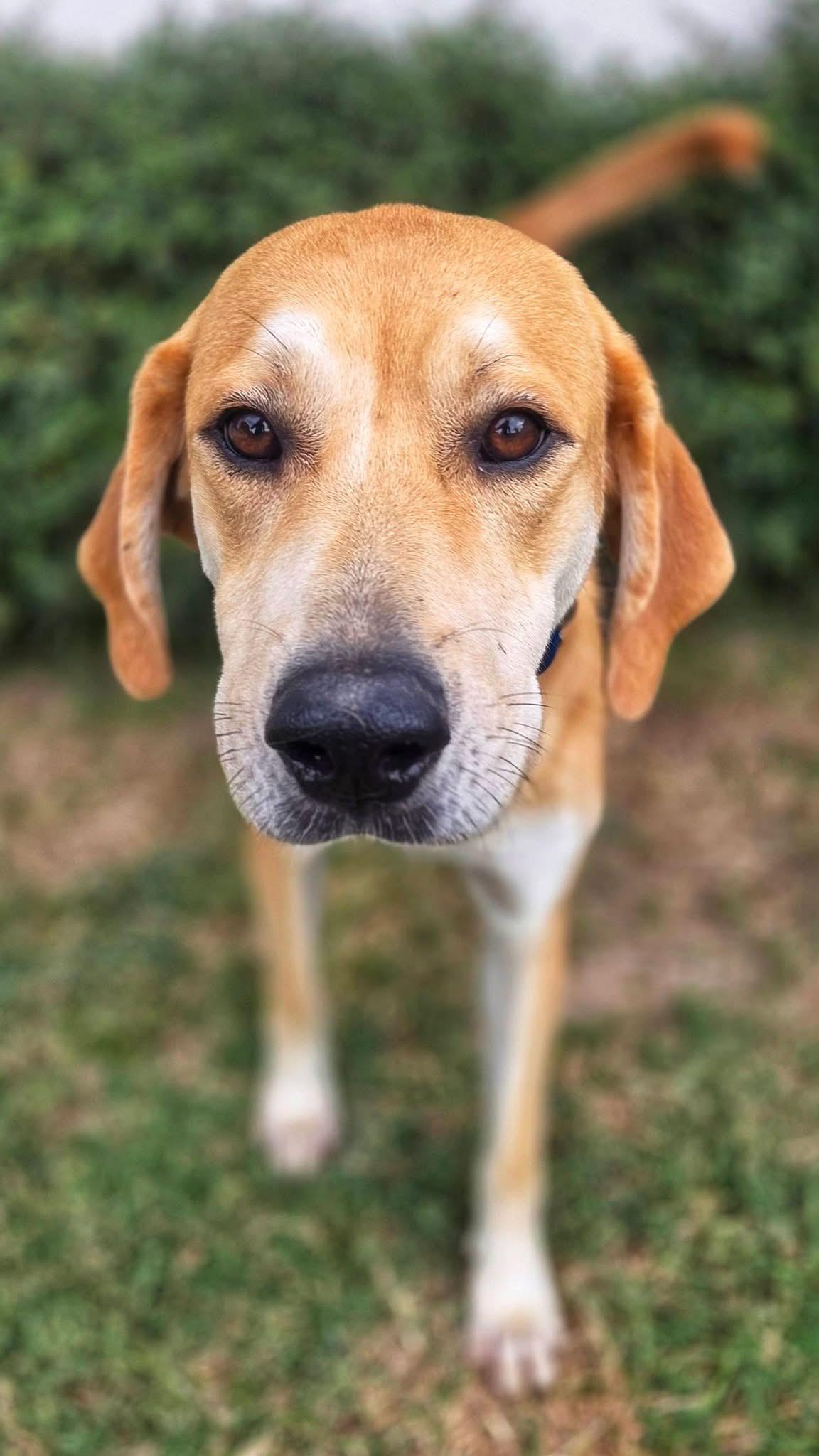 Enlarge Gunther, a Adoptable mixed breed in Mendham, NJ image 1/3