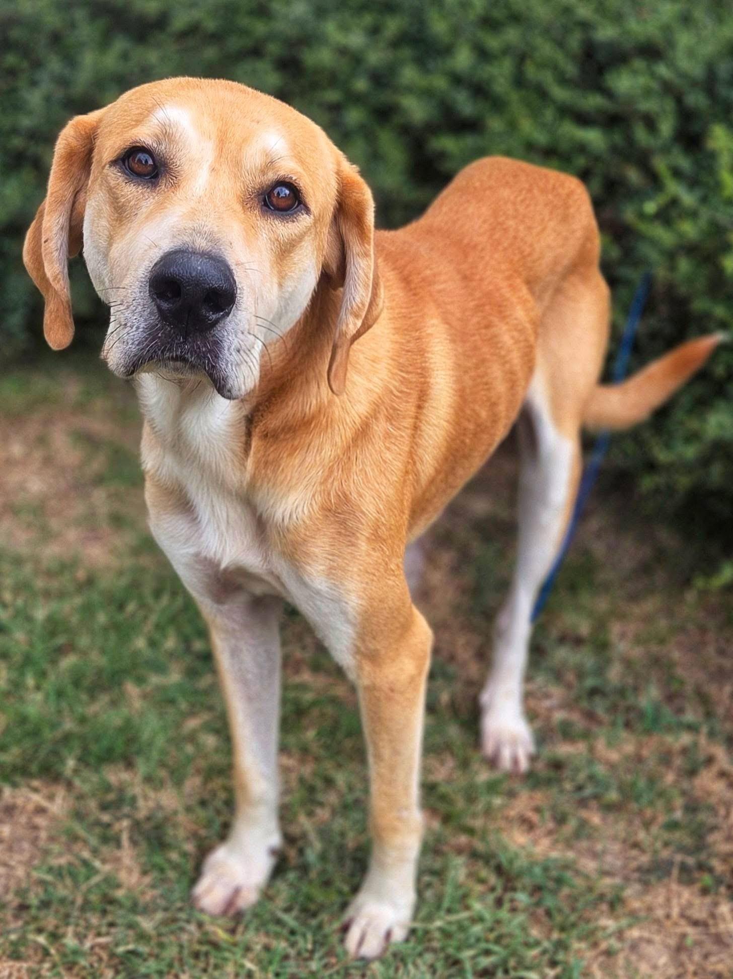 Enlarge Gunther, a Adoptable mixed breed in Mendham, NJ image 2/3