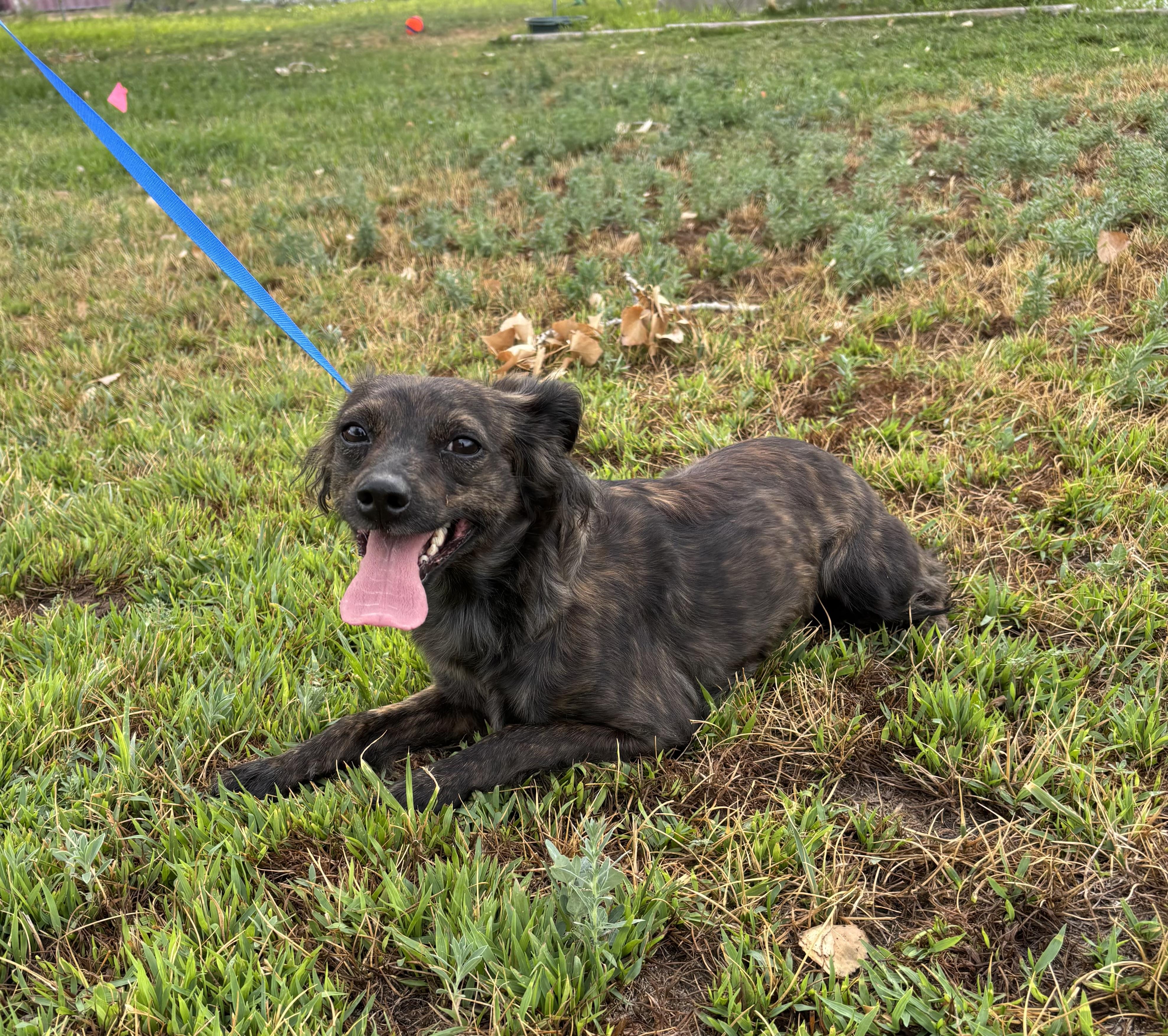 Sally Jessie, adoptable, Adult Female Mixed Breed & Chihuahua.