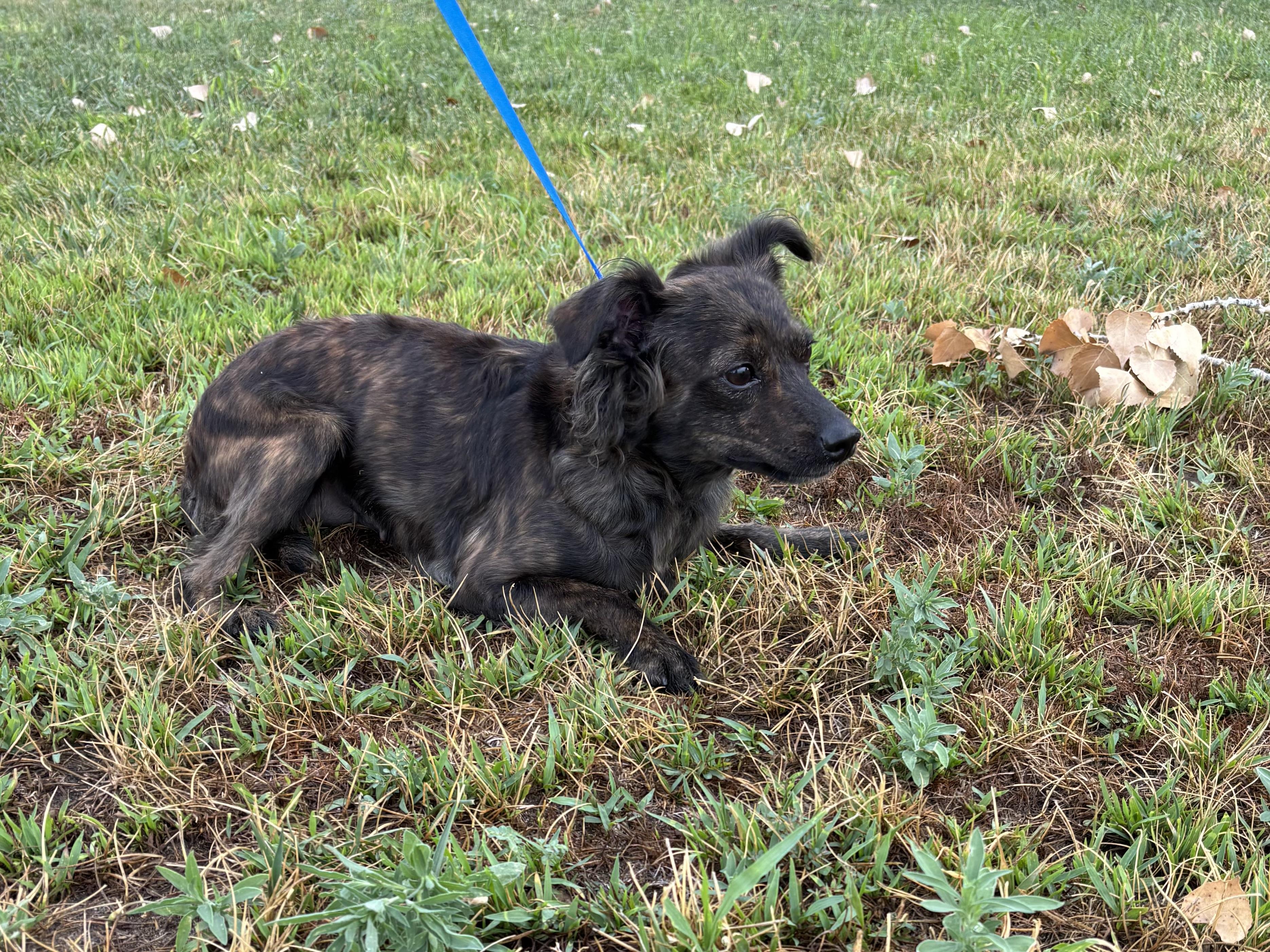 Enlarge Sally Jessie, an adoptable mixed breed in Torrington, WY image 2/3