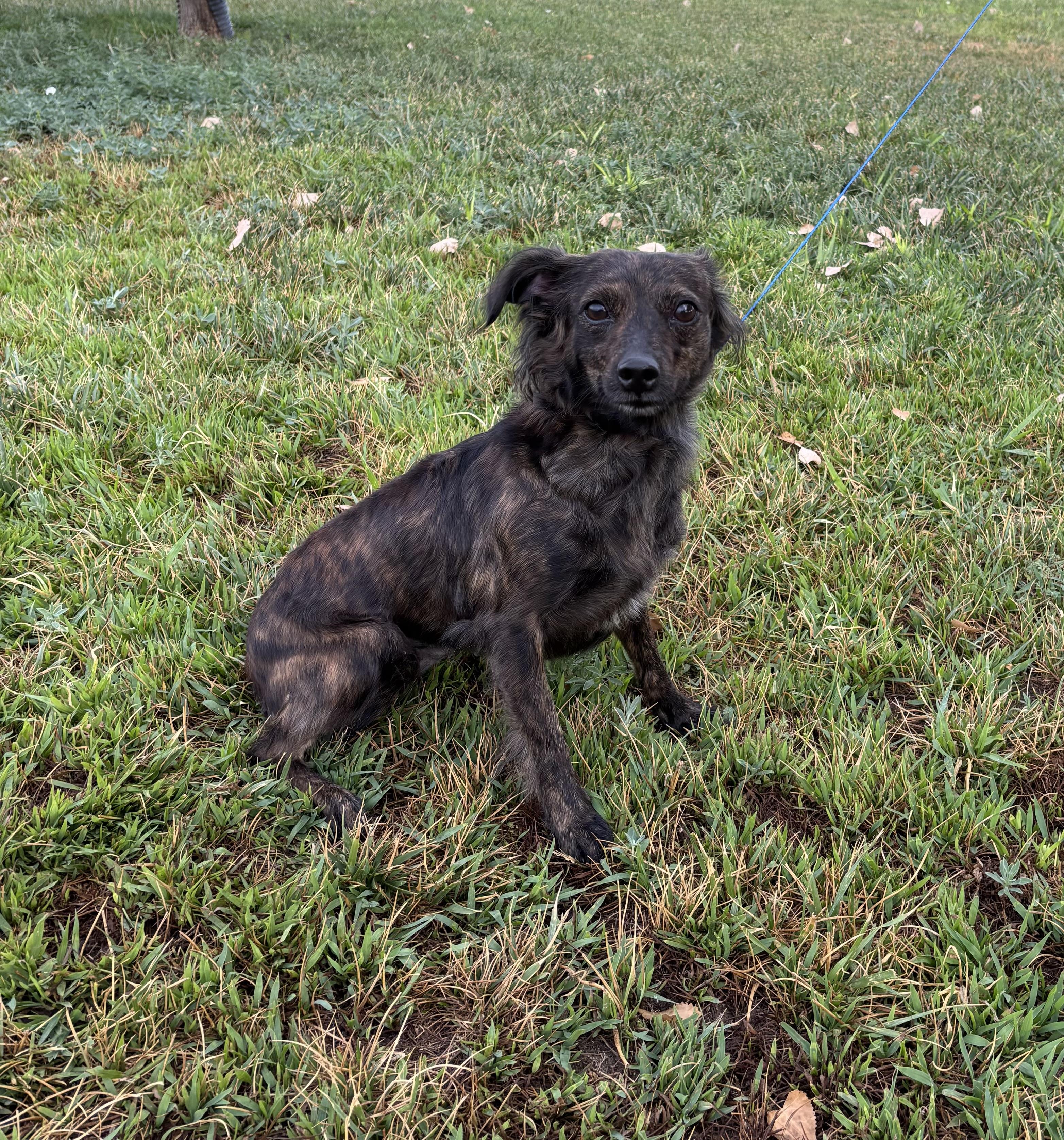 Enlarge Sally Jessie, an adoptable mixed breed in Torrington, WY image 3/3
