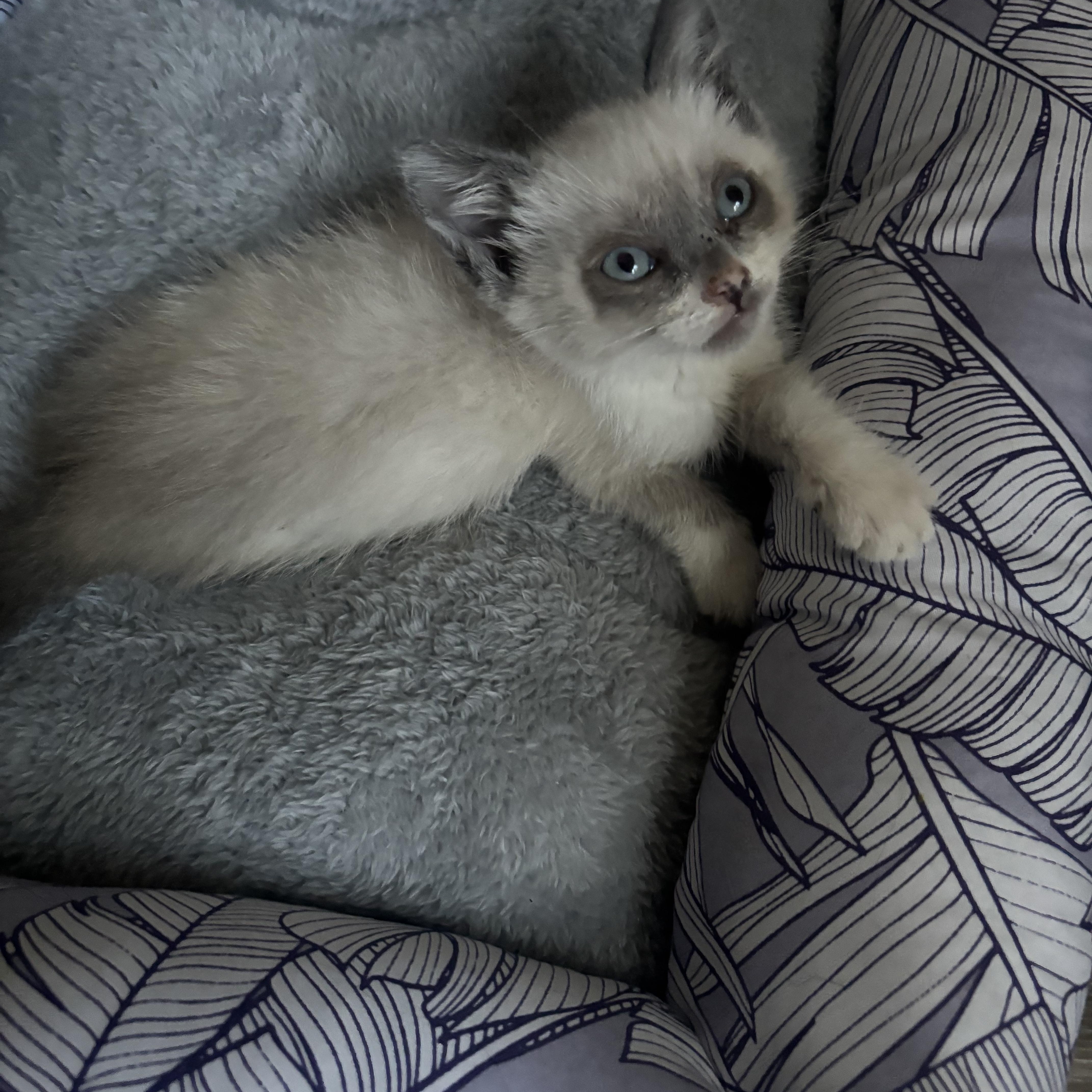 Enlarge Coon, an adopted Siamese in Costa Mesa, CA image 2/4