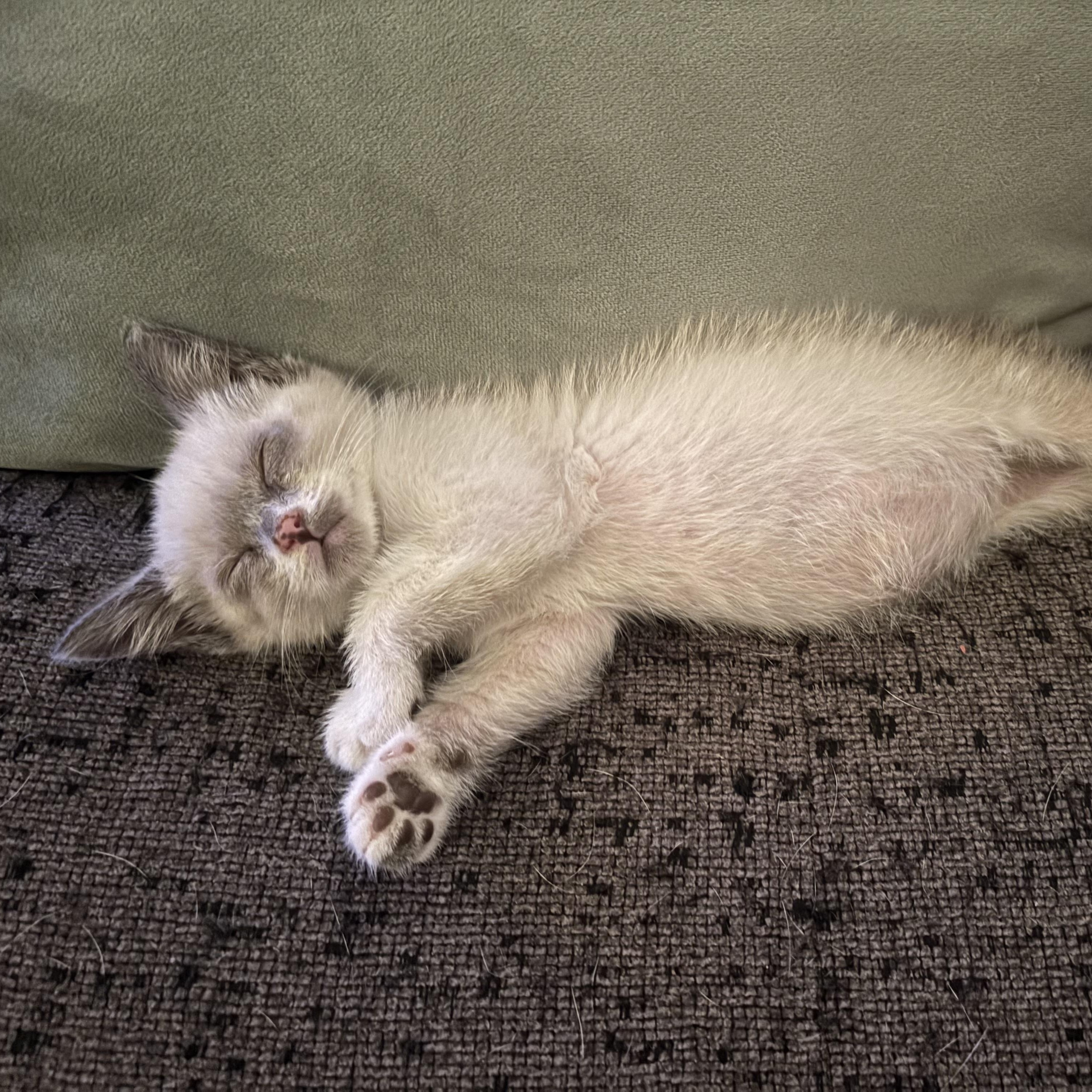 Enlarge Coon, an adopted Siamese in Costa Mesa, CA image 3/4