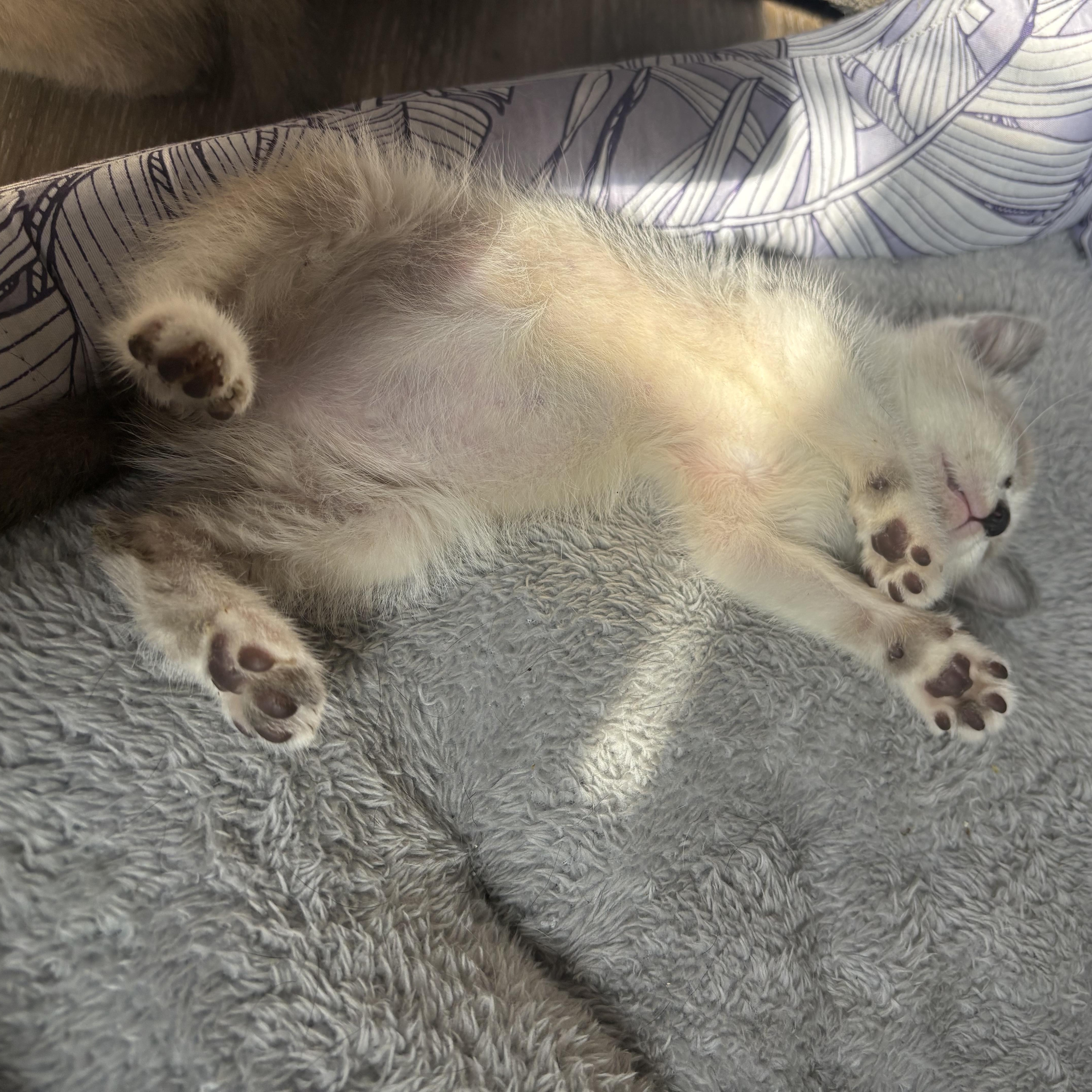 Enlarge Coon, an adopted Siamese in Costa Mesa, CA image 4/4