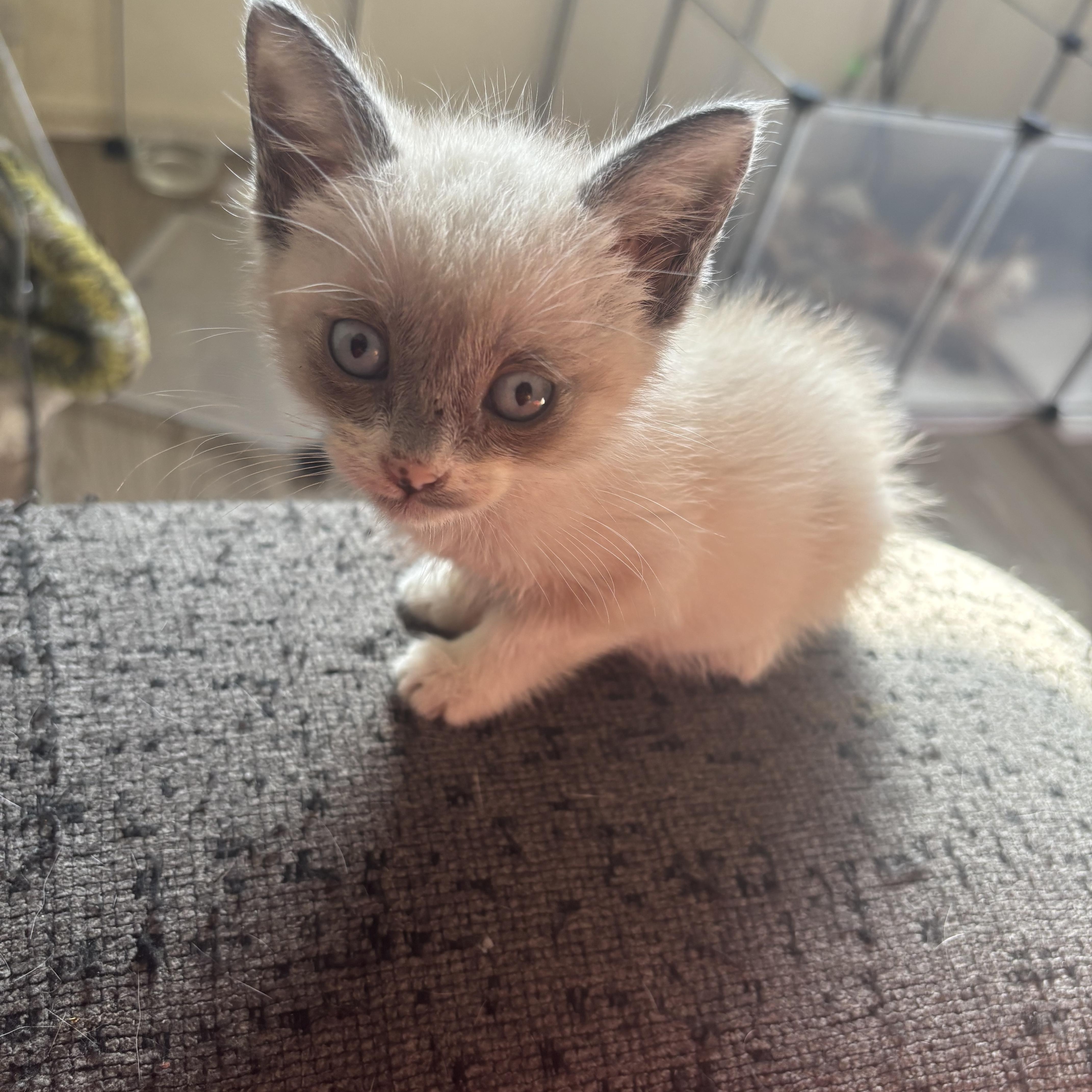 Enlarge Coon, an adopted Siamese in Costa Mesa, CA image 1/4