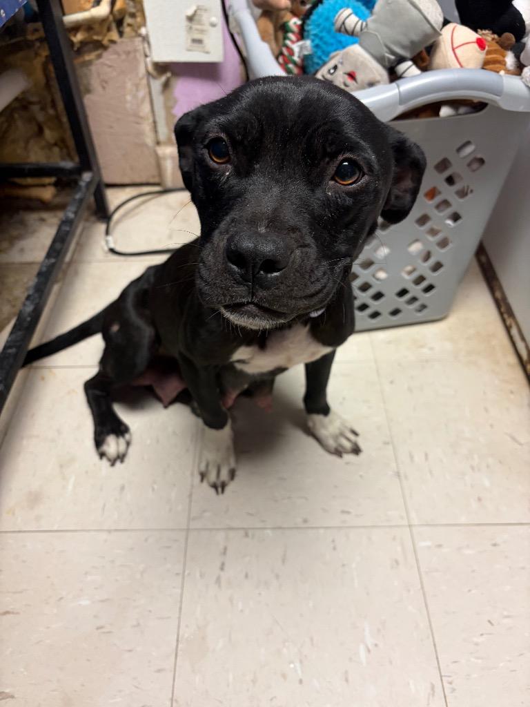 Bambi, Adoptable, Young Female Mixed Breed.