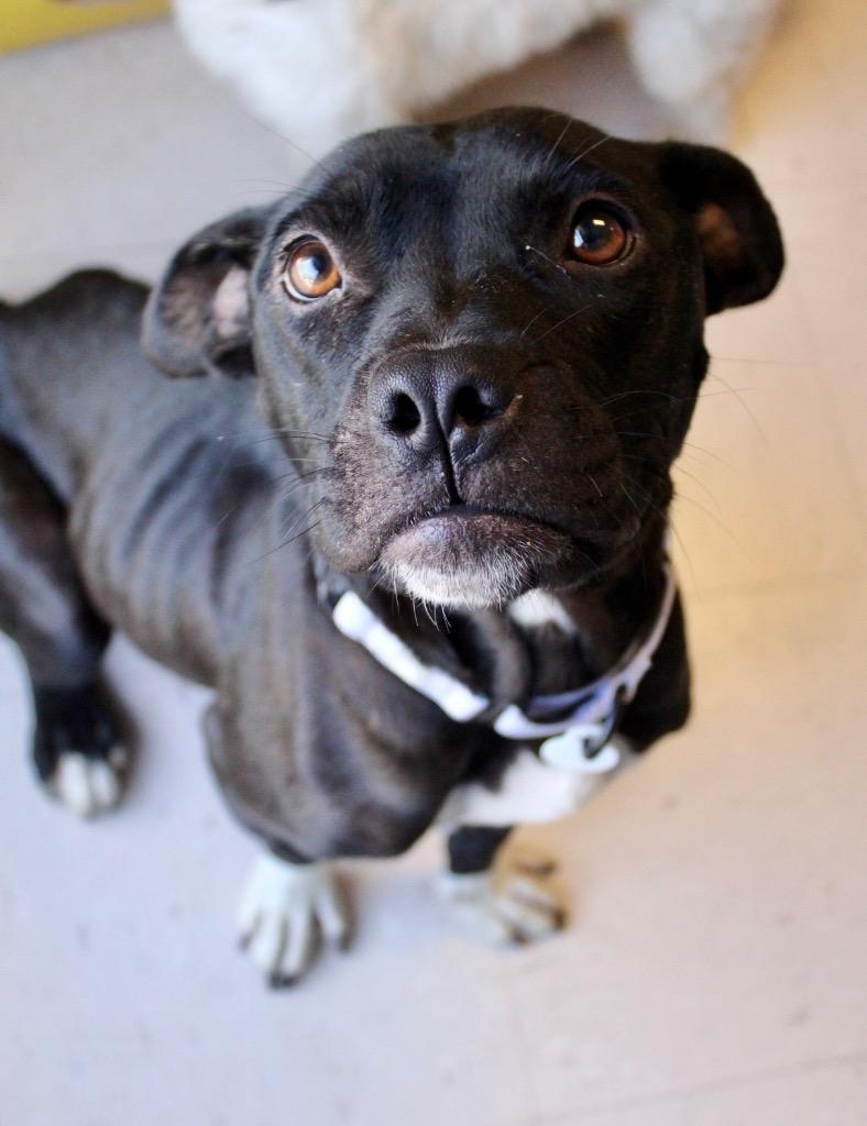 Enlarge Bambi, a Adoptable mixed breed in Morgantown, KY image 2/2