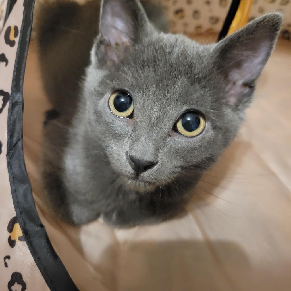 Temwa, Adoptable, Kitten Female Domestic Short Hair.