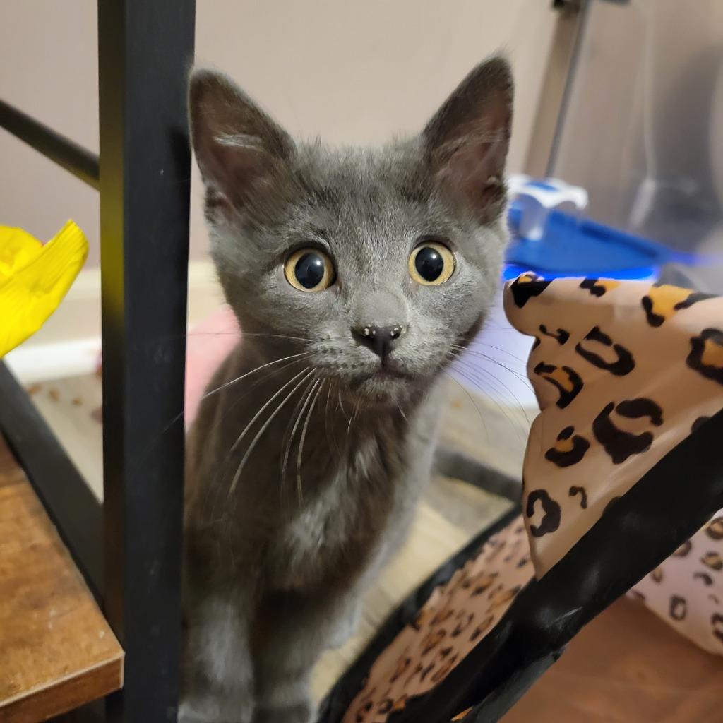 Temwa, a Adoptable mixed breed in Shawnee, KS image 2/3