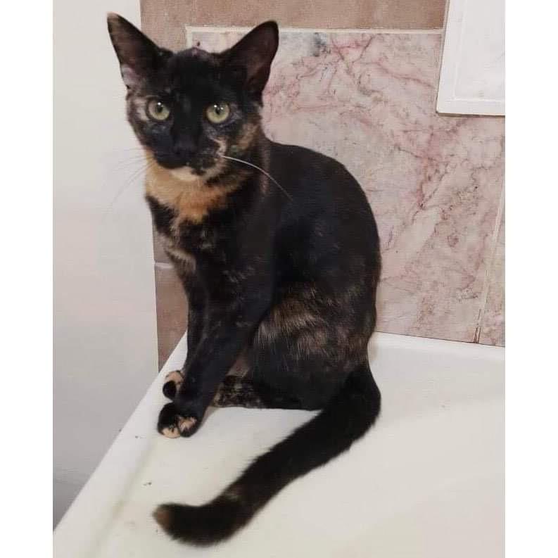 Peanut Butter, Adoptable, Young Female Domestic Short Hair.